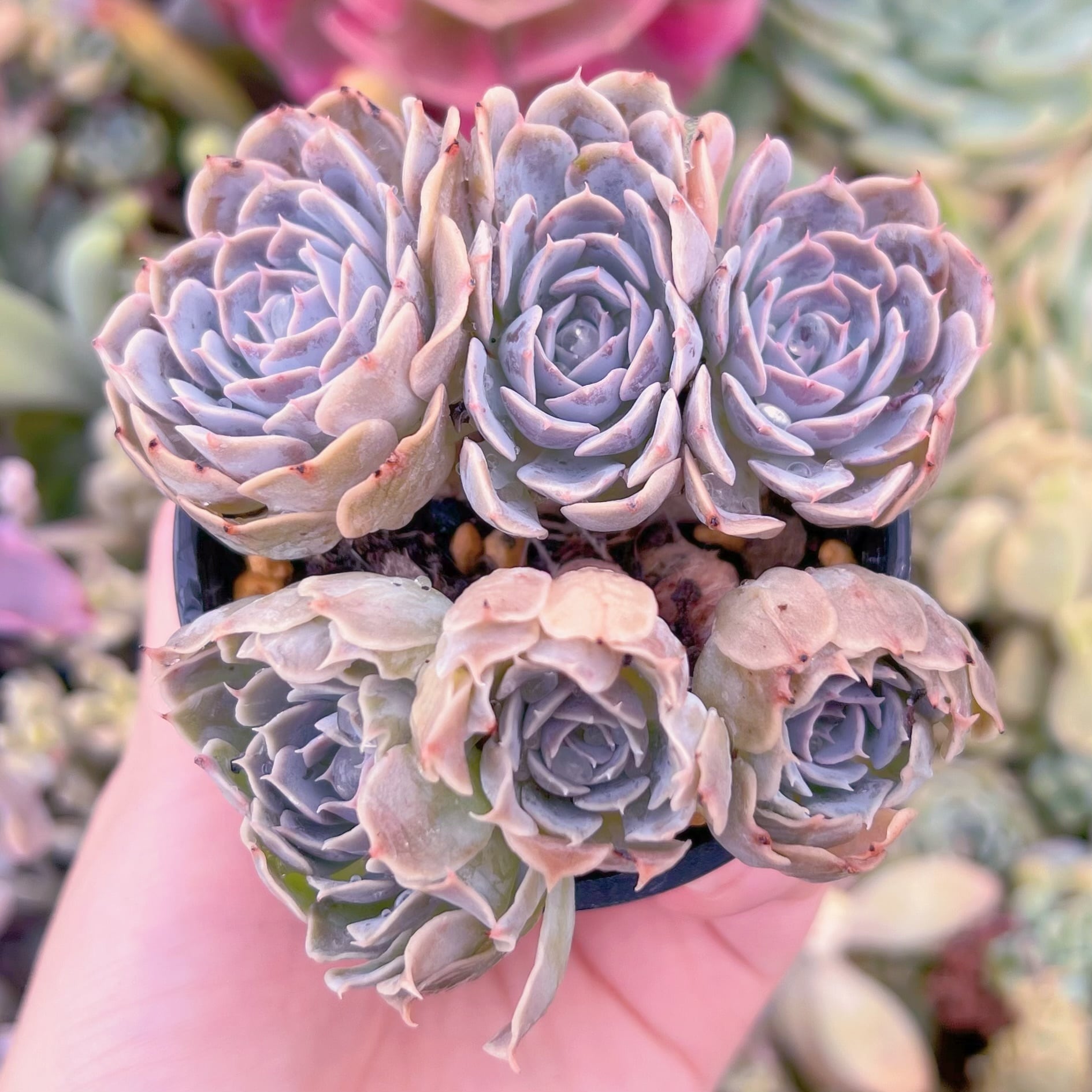 現品　天賜#C04　るる農園