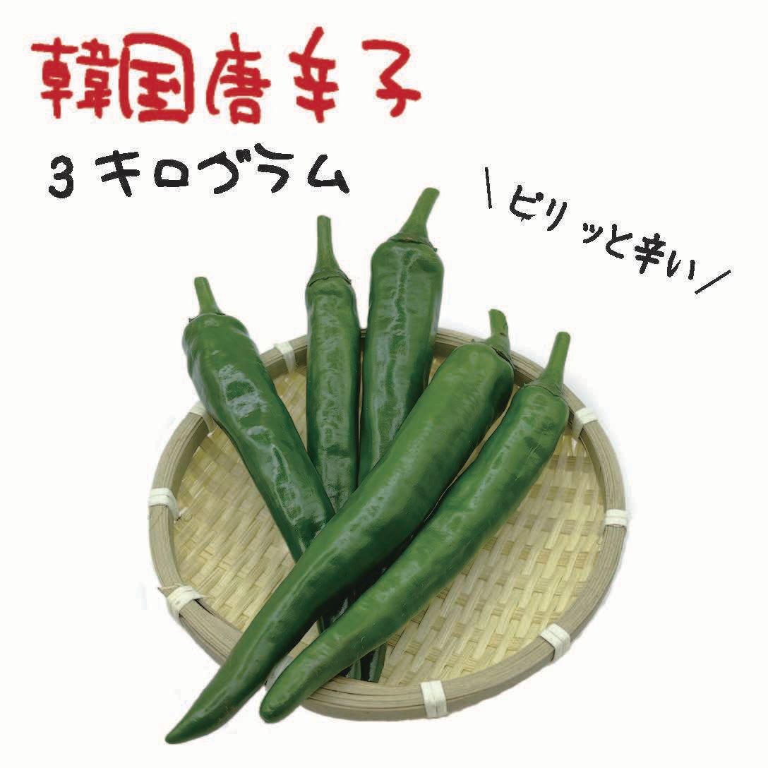 韓国唐辛子 約500g 宮崎産 青唐辛子 フレッシュ 収穫後農園から直送