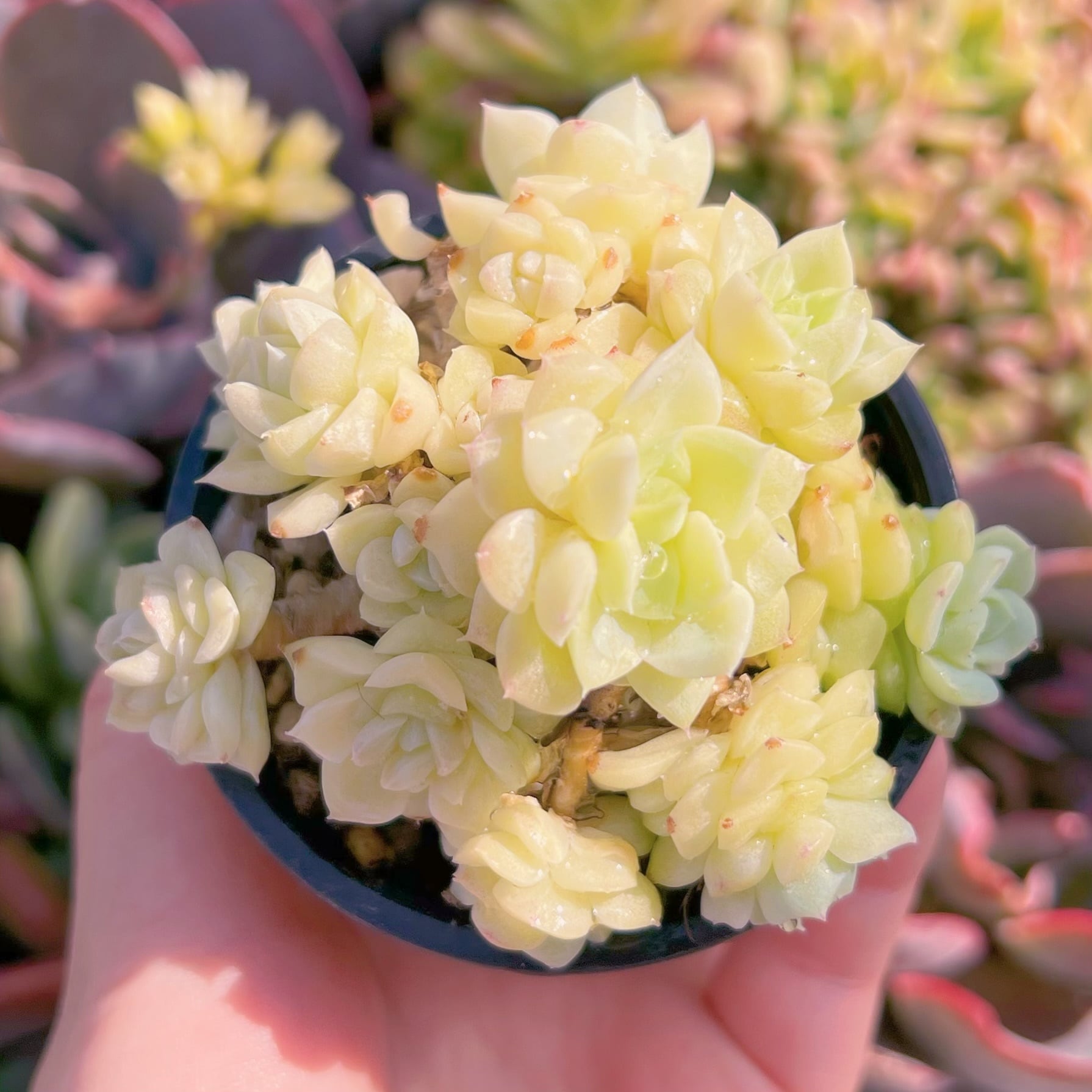 現品　ホワイトスワン#K112　るる農園