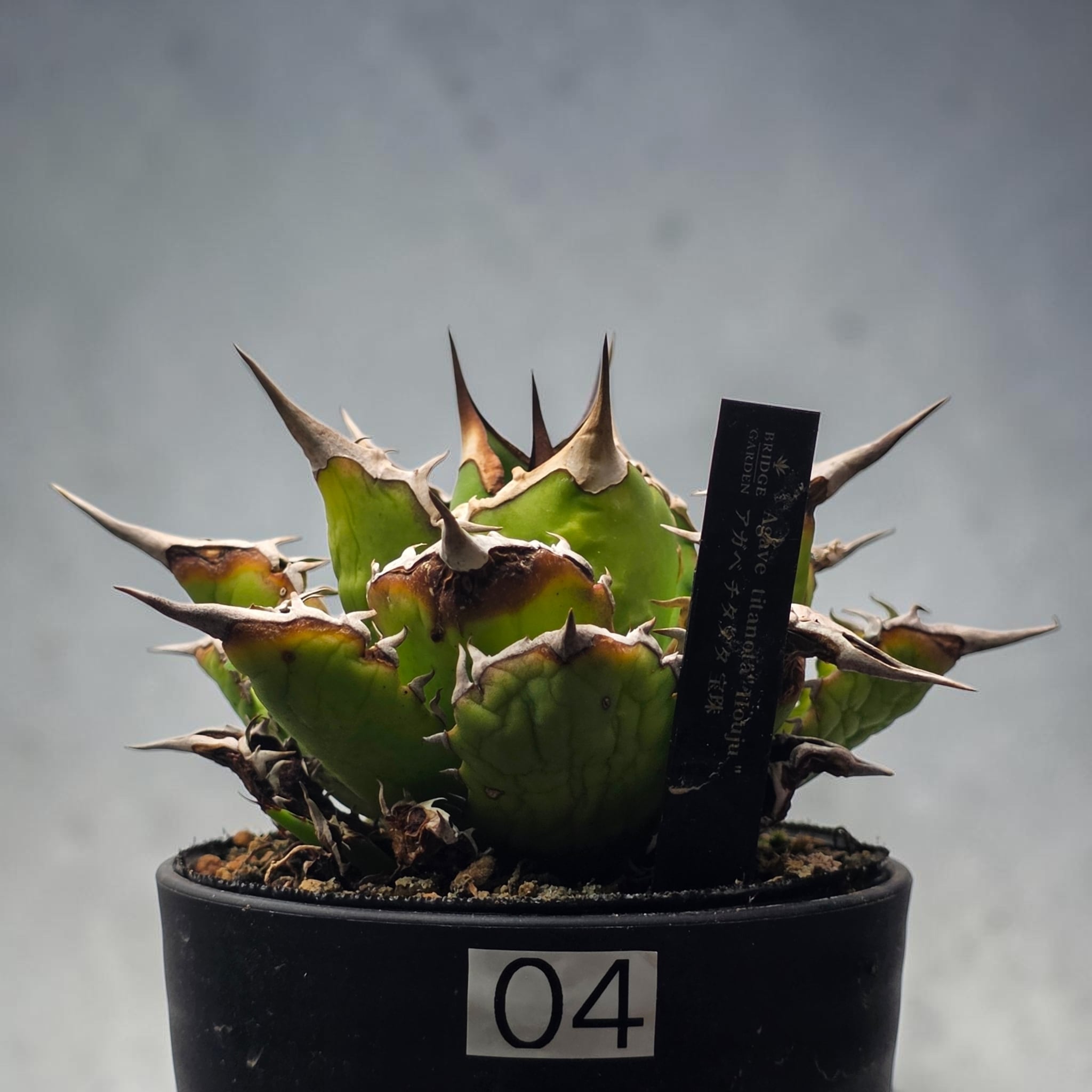 アガベ チタノタ 宝珠 (Agave titanota 'Baozhu') | BRIDGE GARDEN