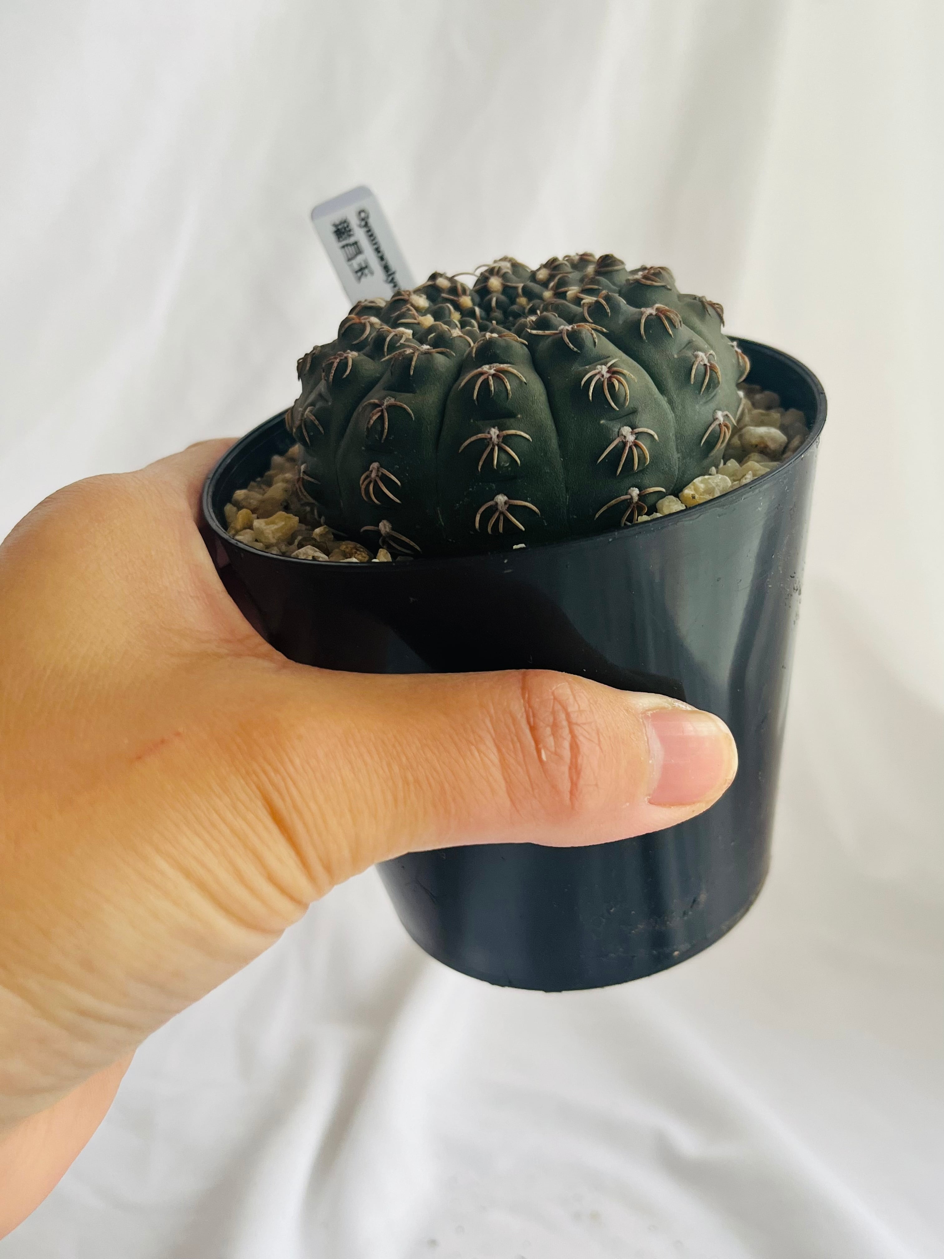 Gymnocalycium stellatum var. kleinianum ギムノカリキウム 瑞昌玉