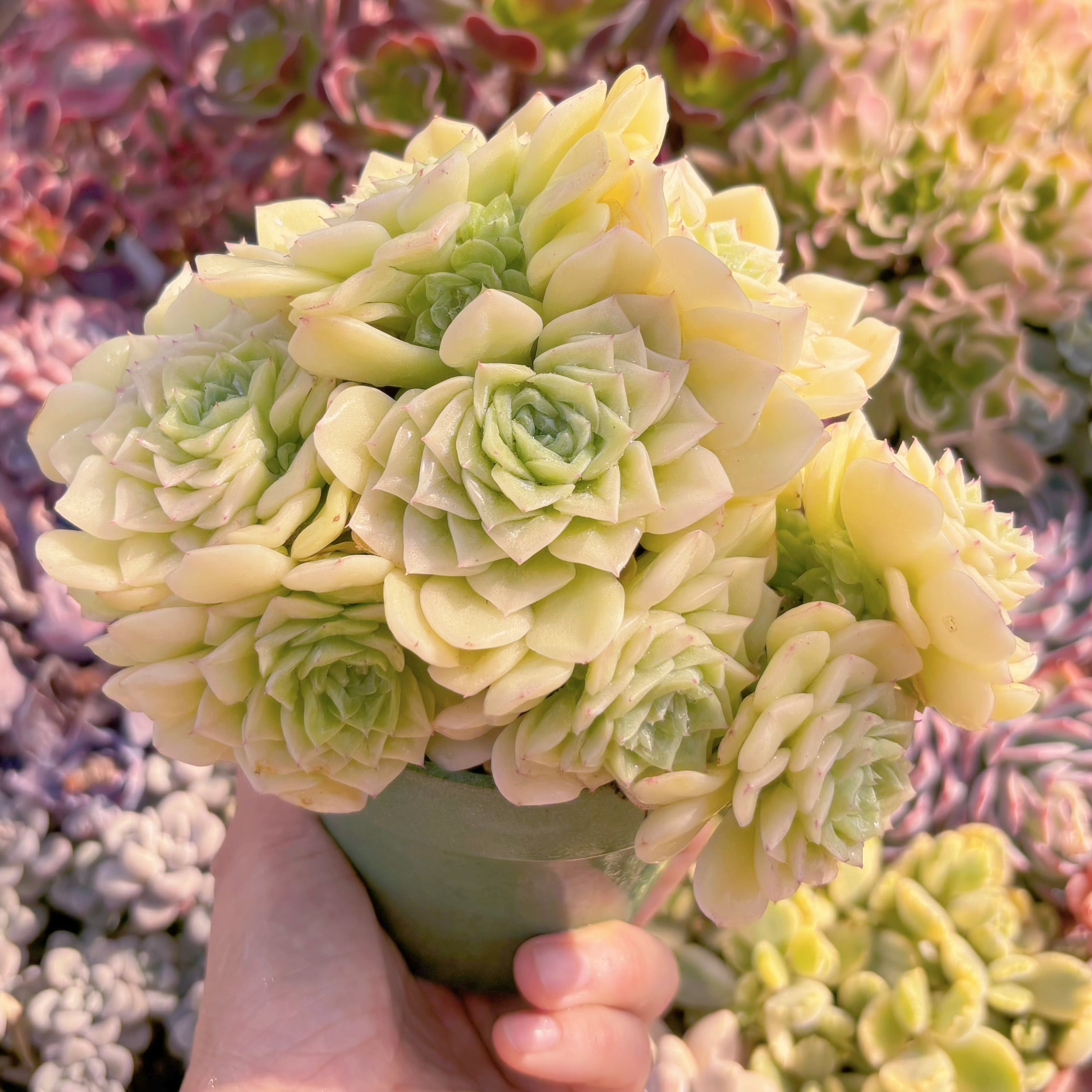 多肉植物　ホワイトスワン　大群生　新入荷　るる農園