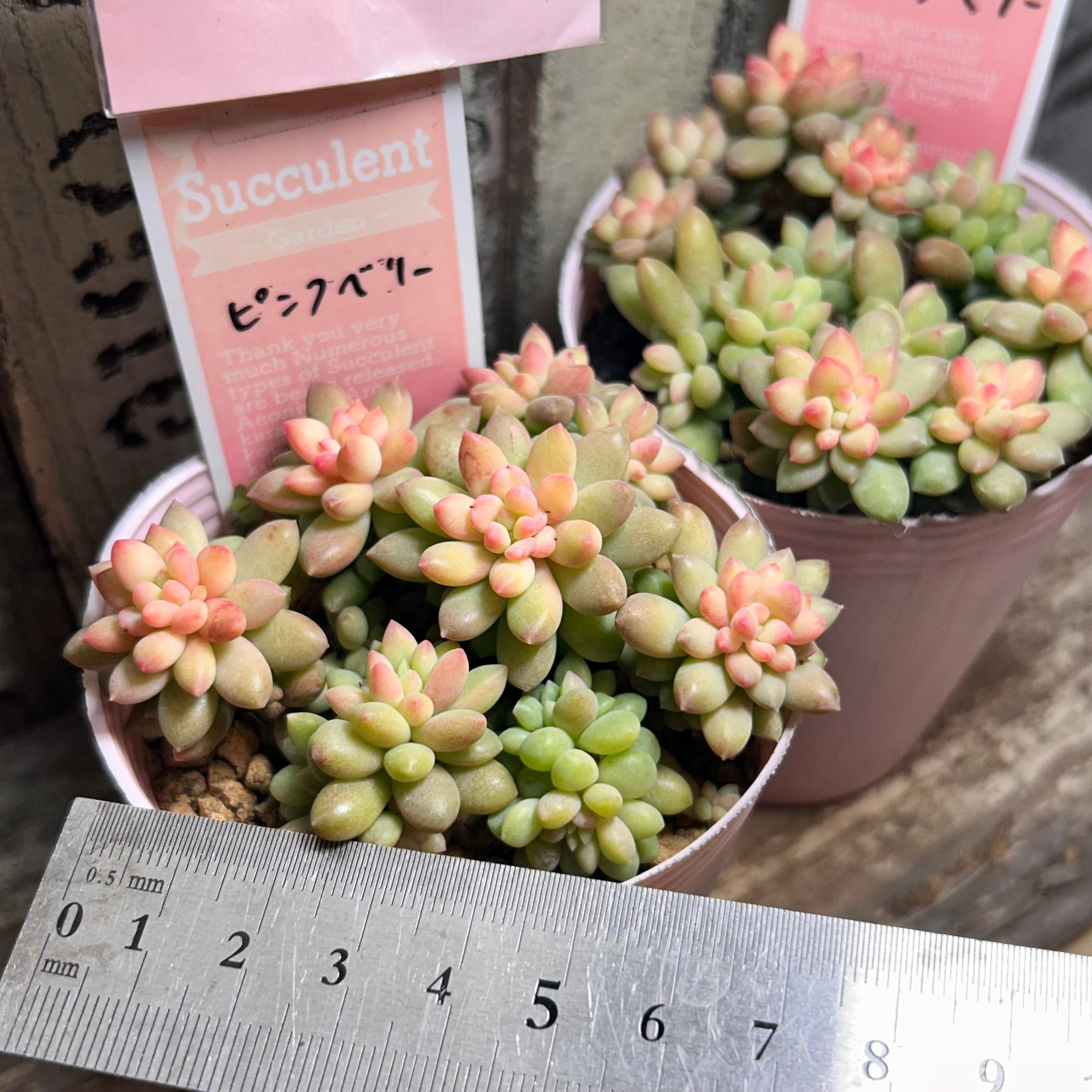 ピンクベリー | RuPo 多肉植物専門店