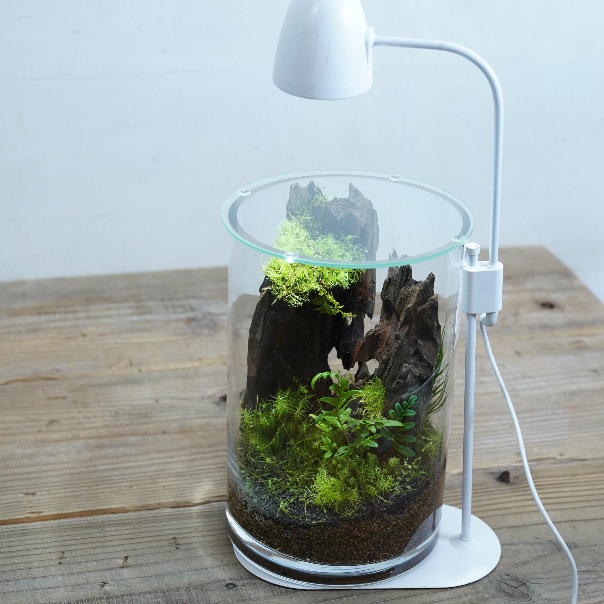 朽木苔 朽木◇限定作品 2025.8.17#3 | 苔テラリウム専門ショップ道草