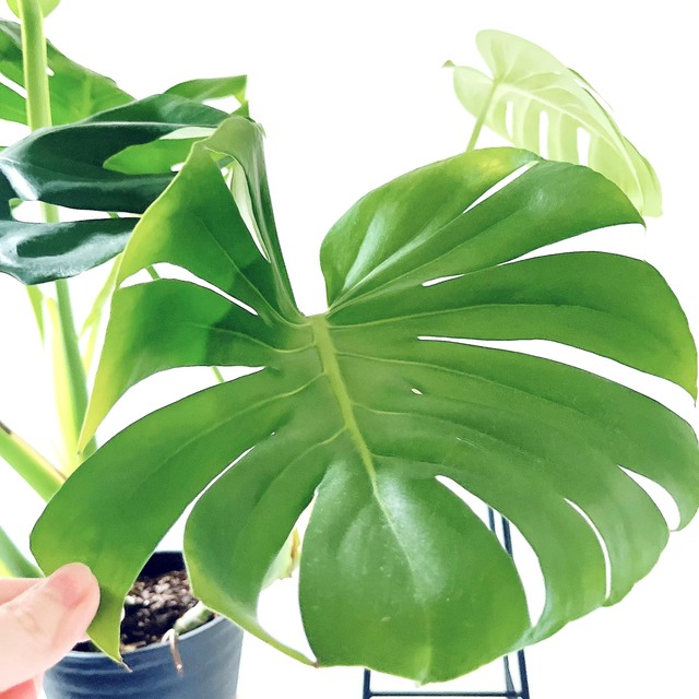 モンステラ ボリュームあり 大葉 観葉植物 calm cafe