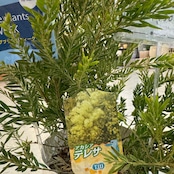 アカシア テレサ【982】