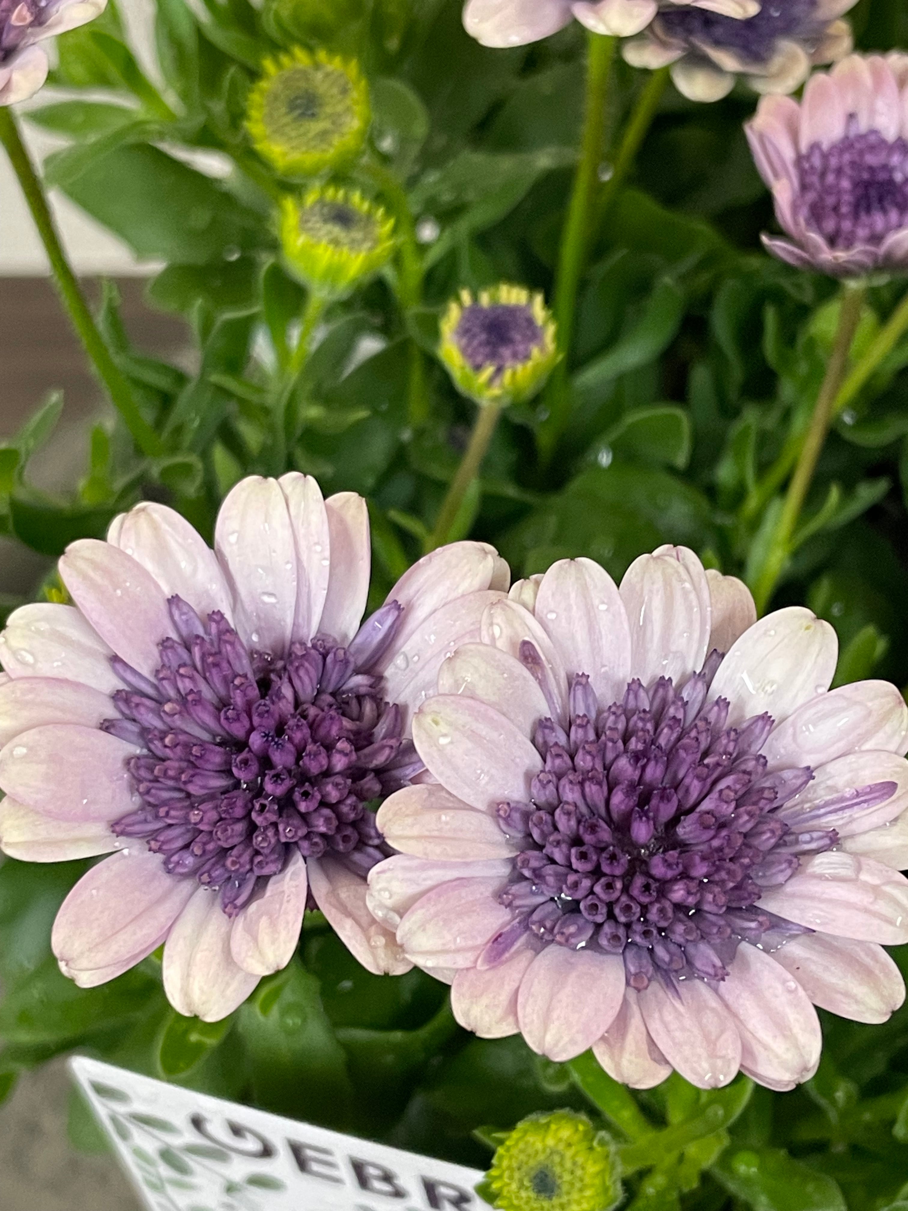 〈花苗〉ダブルオステオスペルマム ベネチア