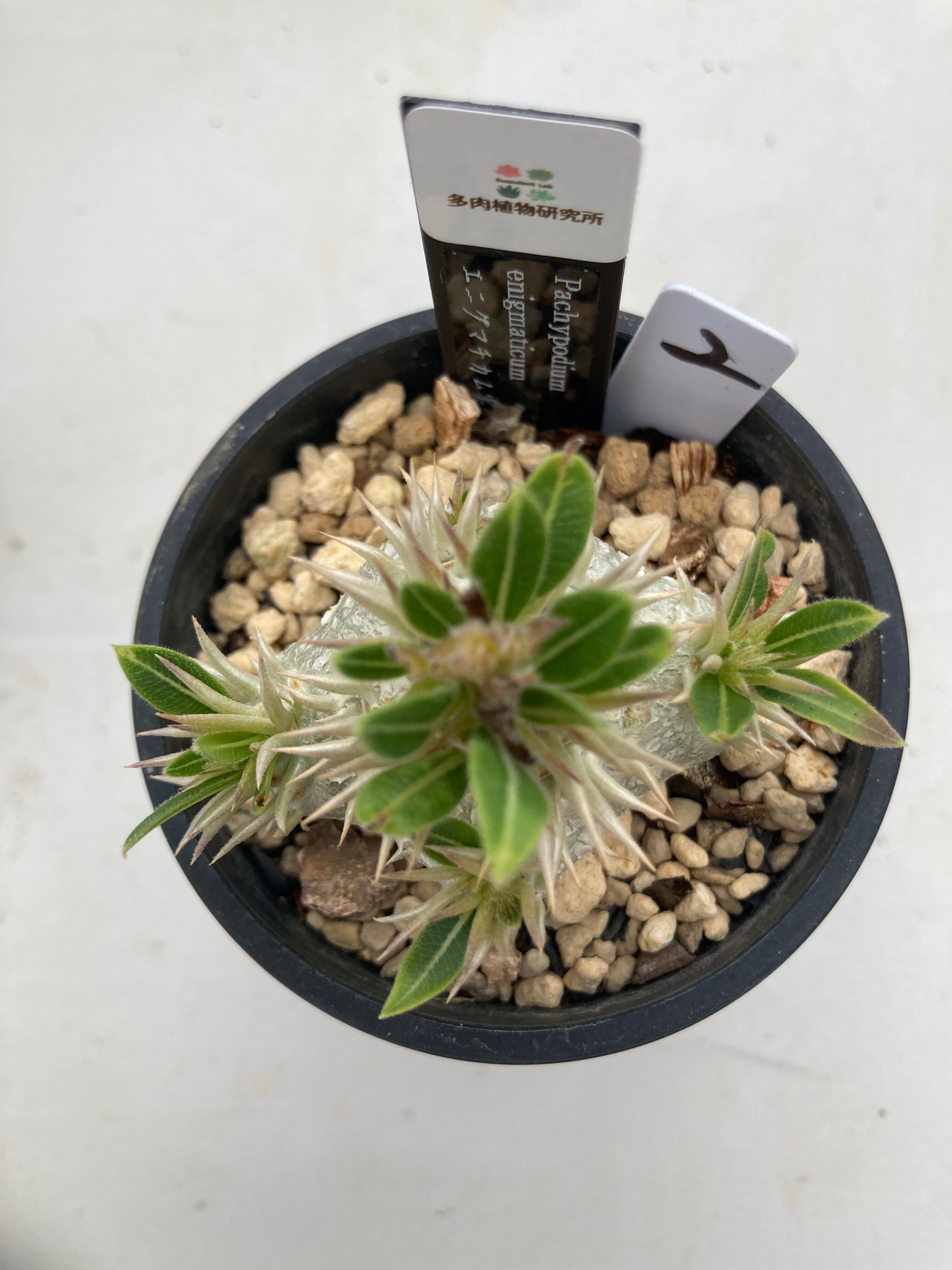 現物商品】エニグマチカム実生 ② | 多肉植物研究所