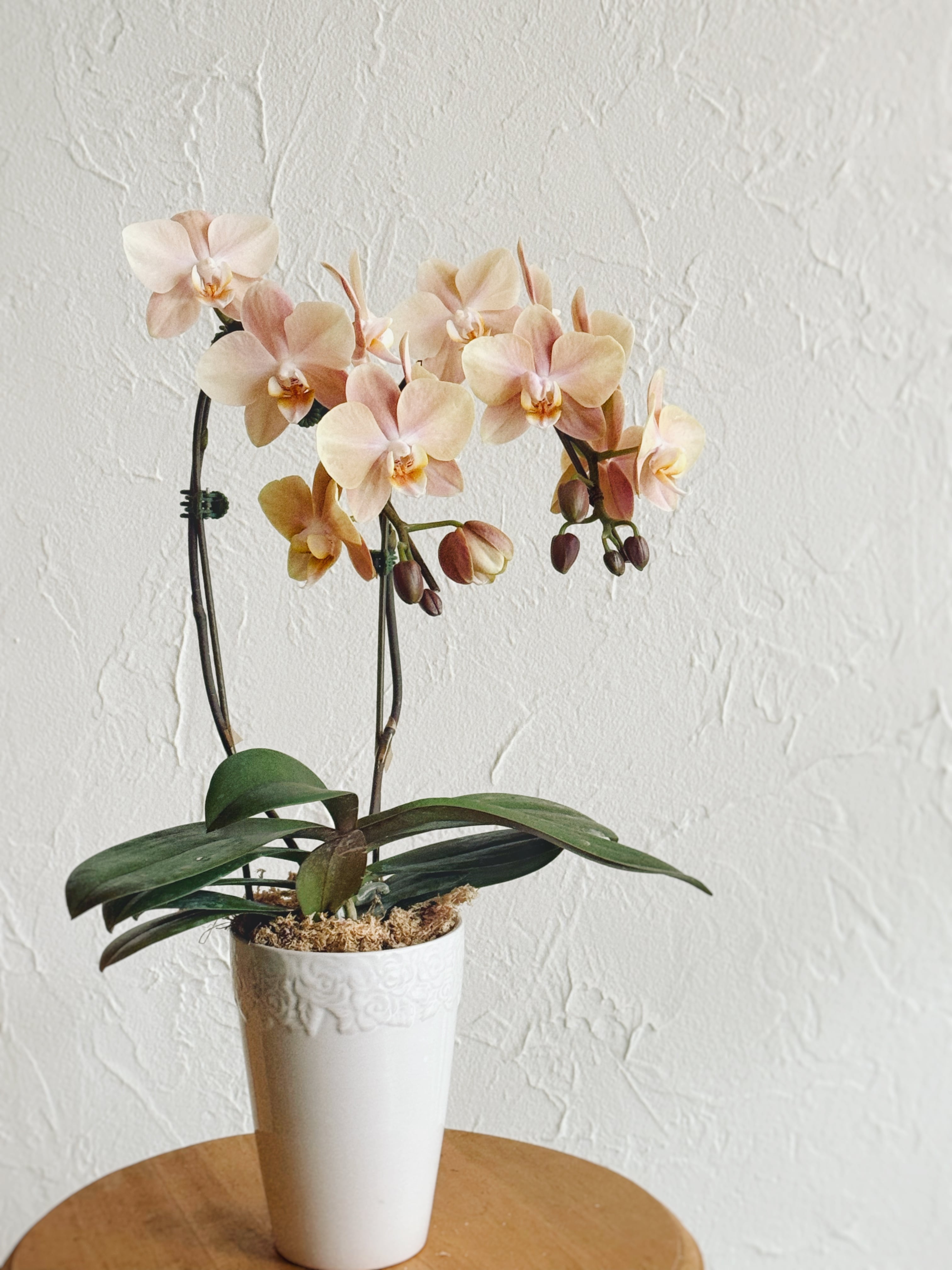 マザーチーク(4寸)