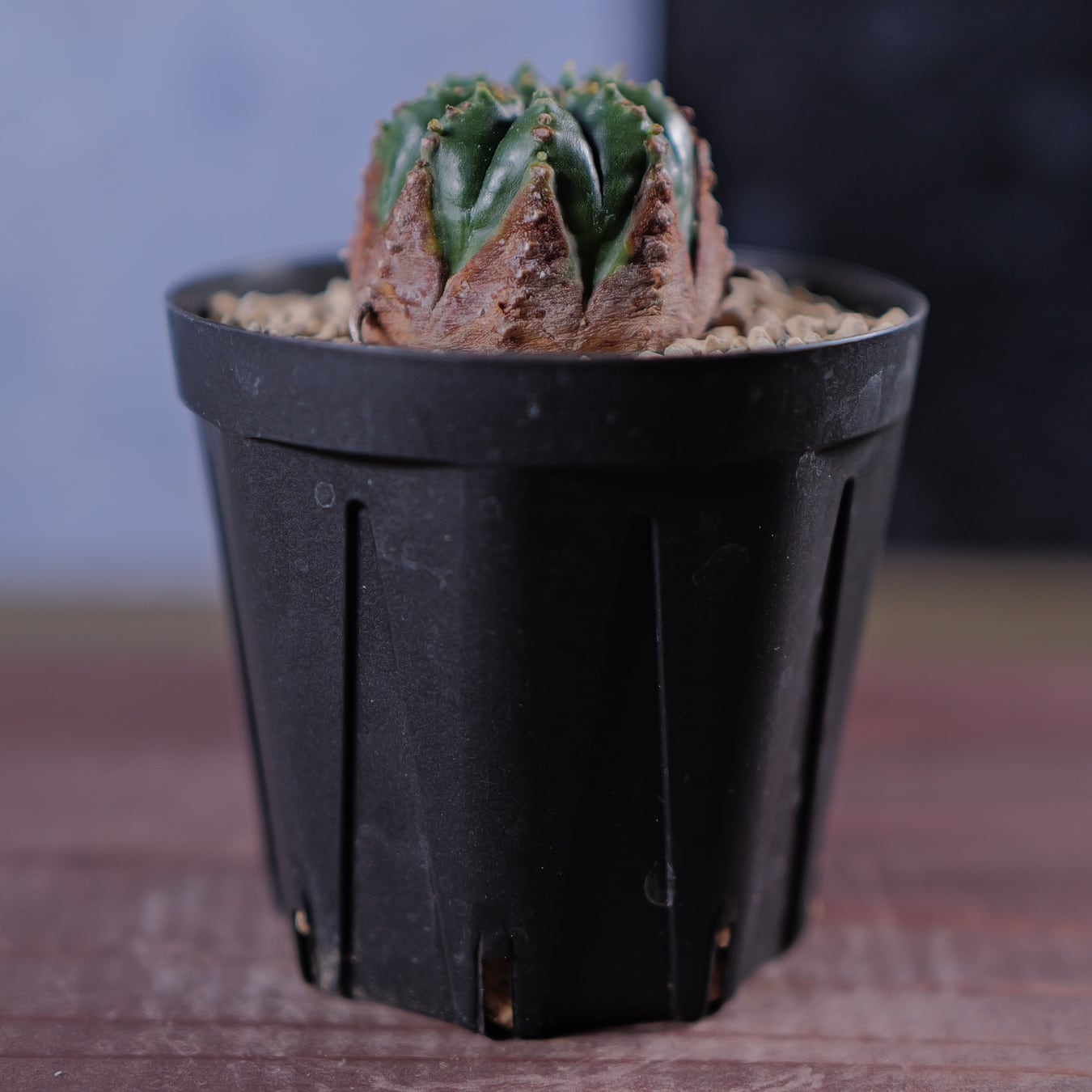 木質化 マイクロ オベサ / ユーフォルビア | LIGHTHOUSE.PLANTS - 海外