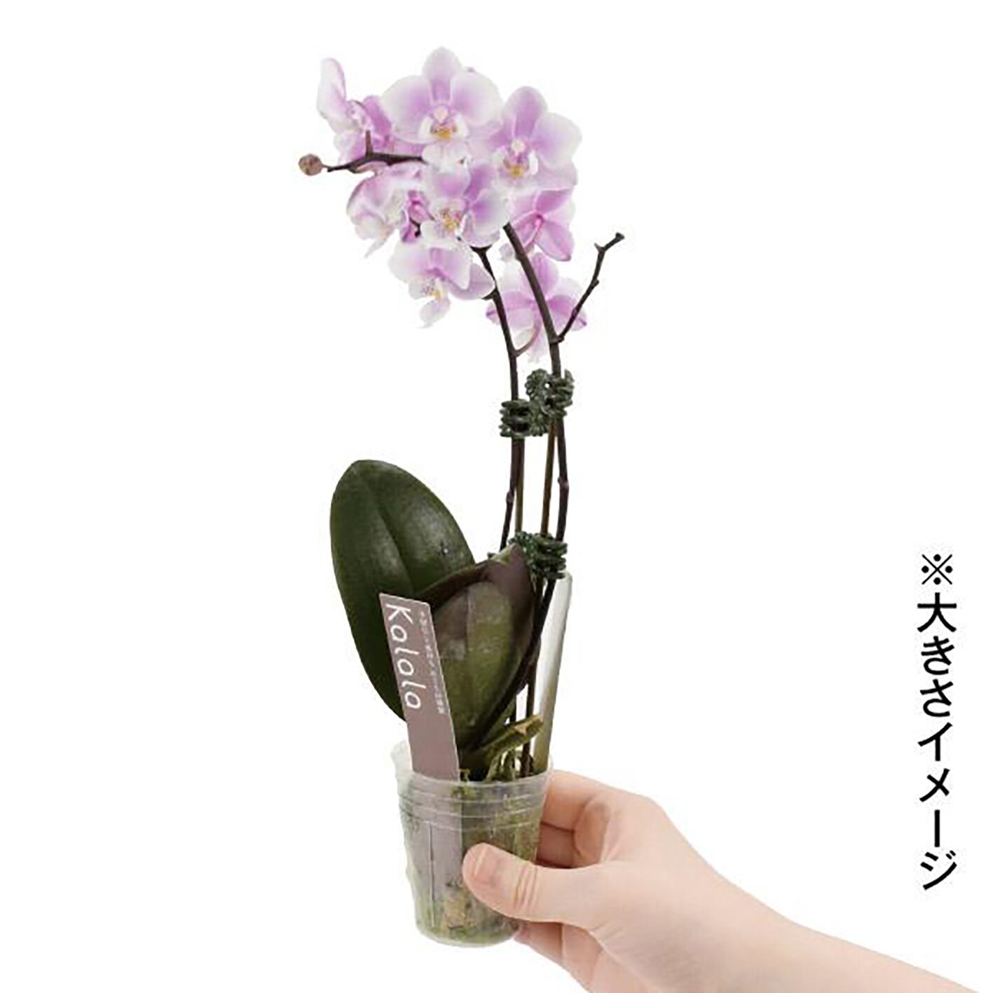 胡蝶蘭 ミディ1本立ち L 送料込 | Lulu Flower 大阪の花屋｜スタンド花