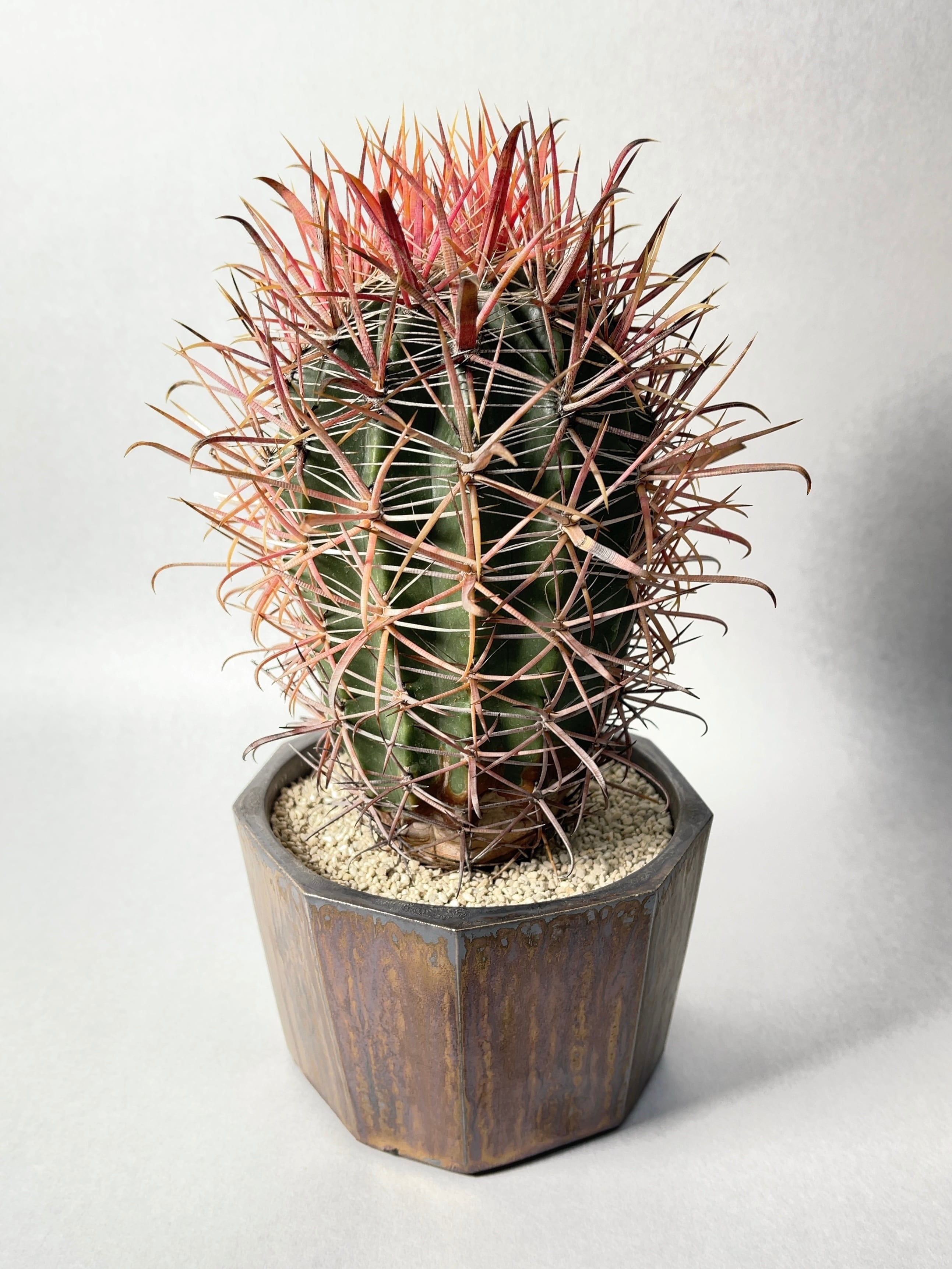現品】サボテン・フェロカクタス・鯱頭(しゃちがしら)7号 3B 現品】サボテン・フェロカクタス・鯱頭(しゃちがしら)7号 3B