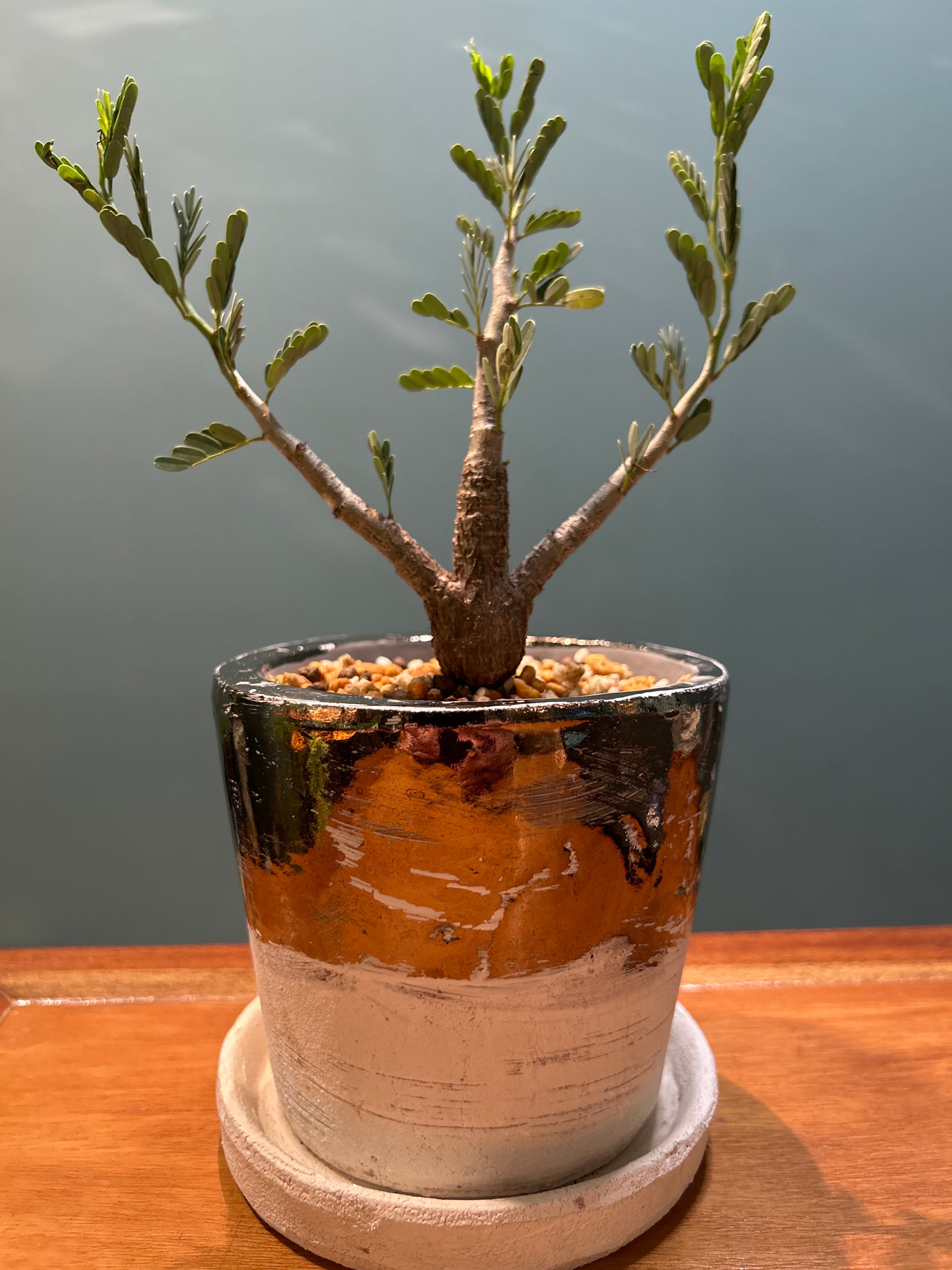 センナ メディリオナリス 鉢セット 室内向けの土 | 植物との暮らし apricot