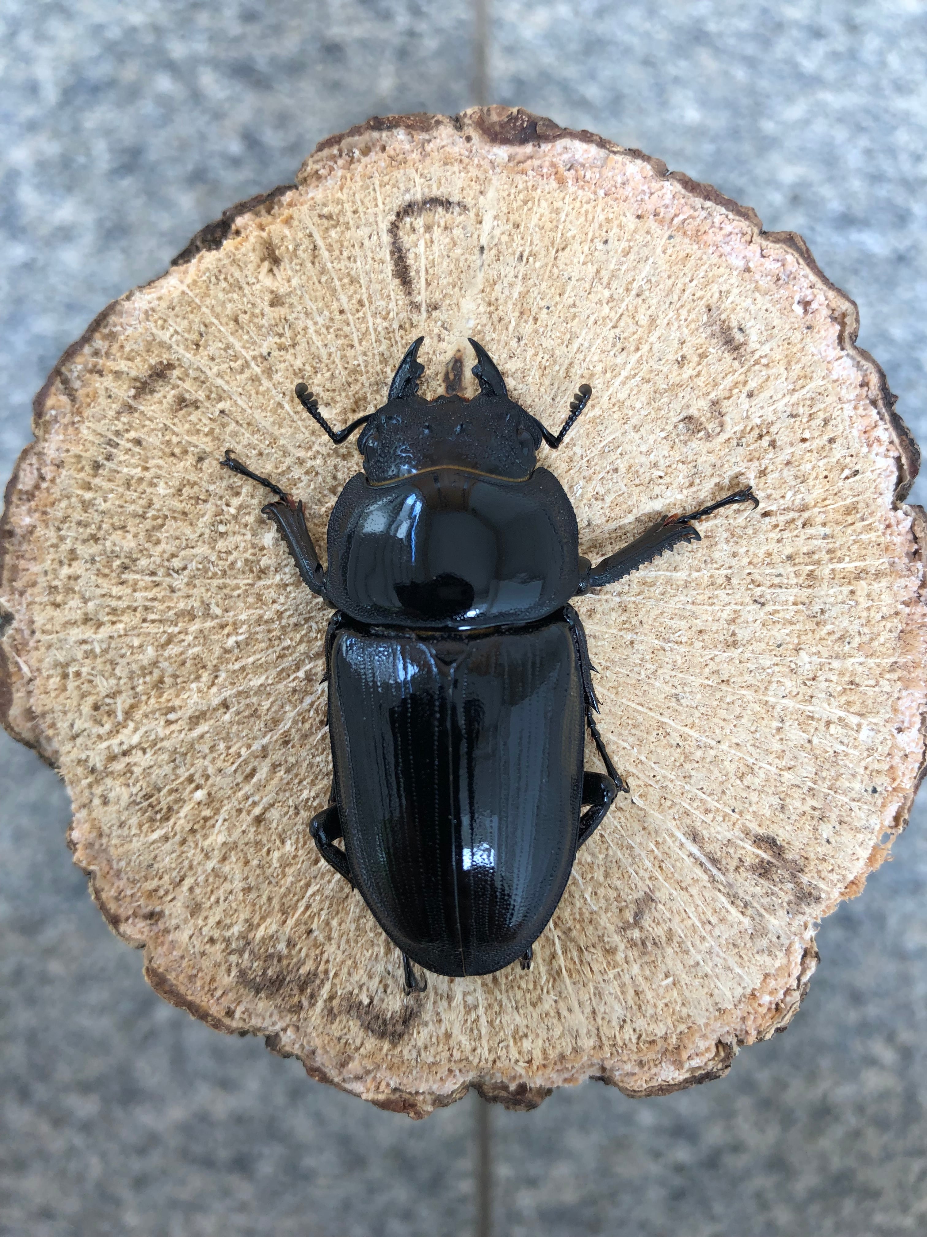 取引中 オオクワガタ 取引中 オオクワガタ