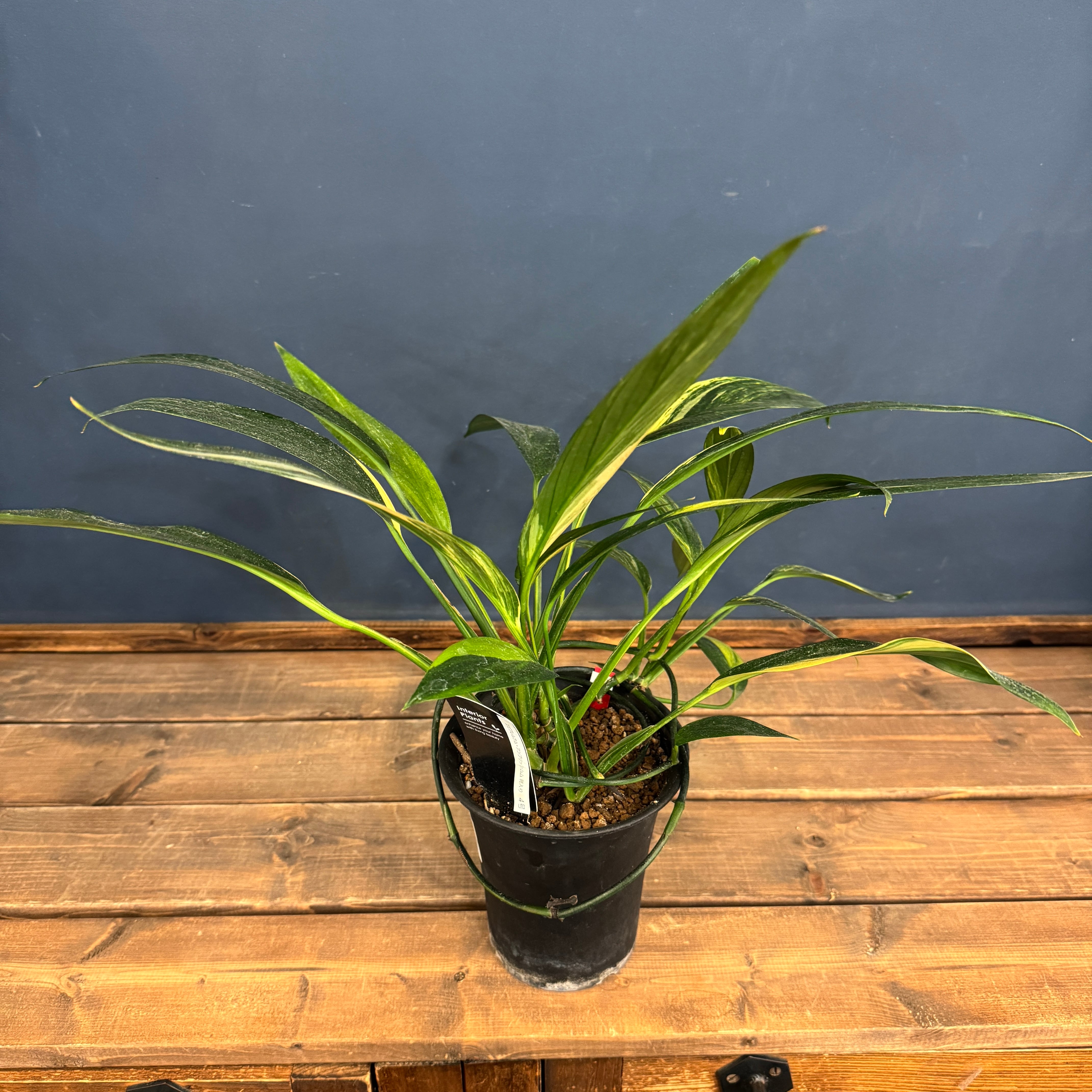 クリアランス】エピプレムナム アンプリッシマム 斑入り【737