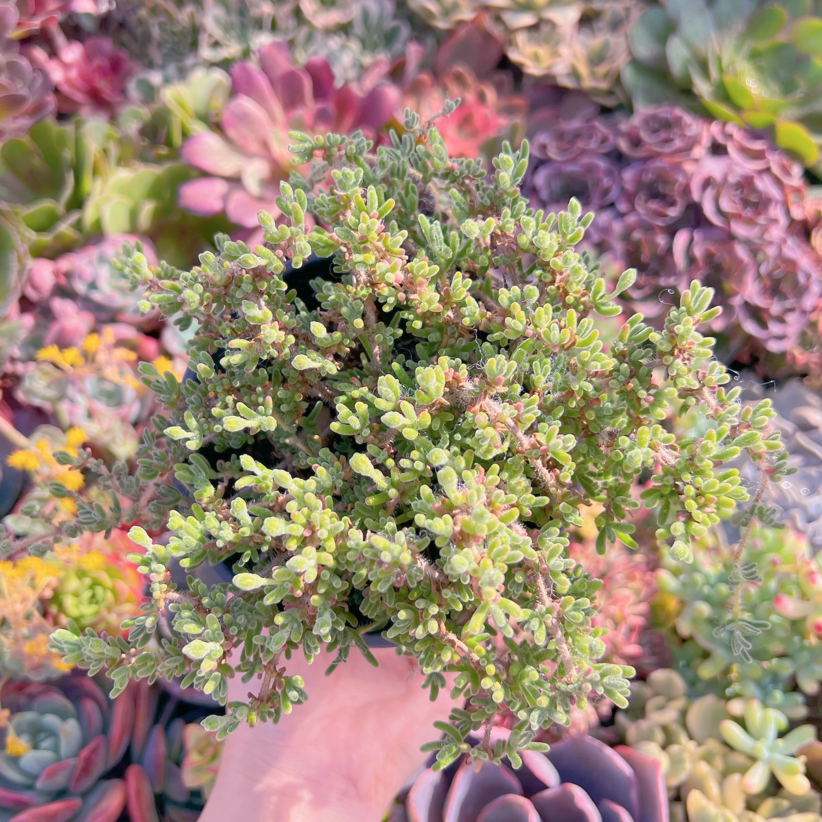 現品　蛍光兎#273　大群生　新入荷　るる農園