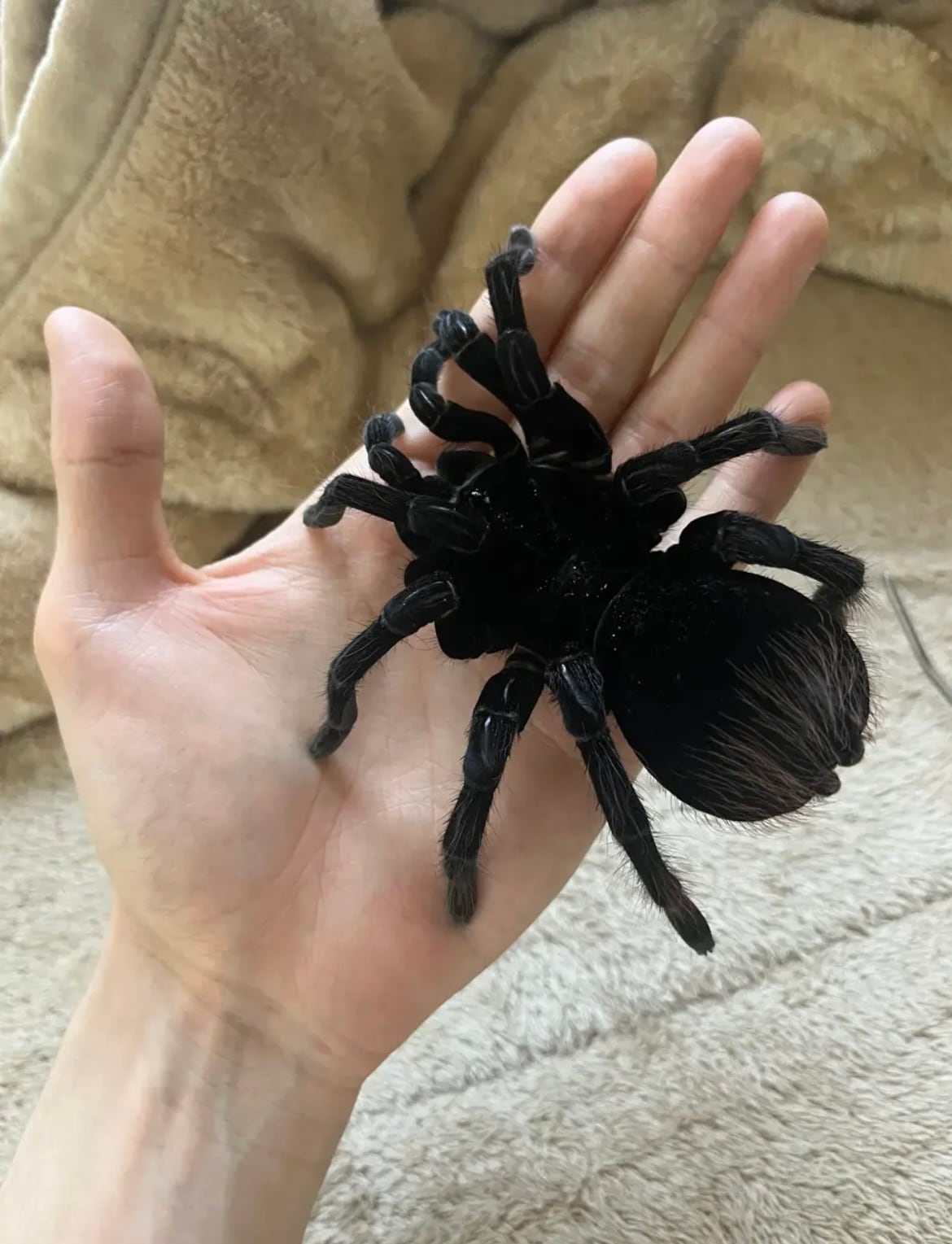 特大標本】ボリビアンスティーリーブルータランチュラ LS18cm程ムカデ