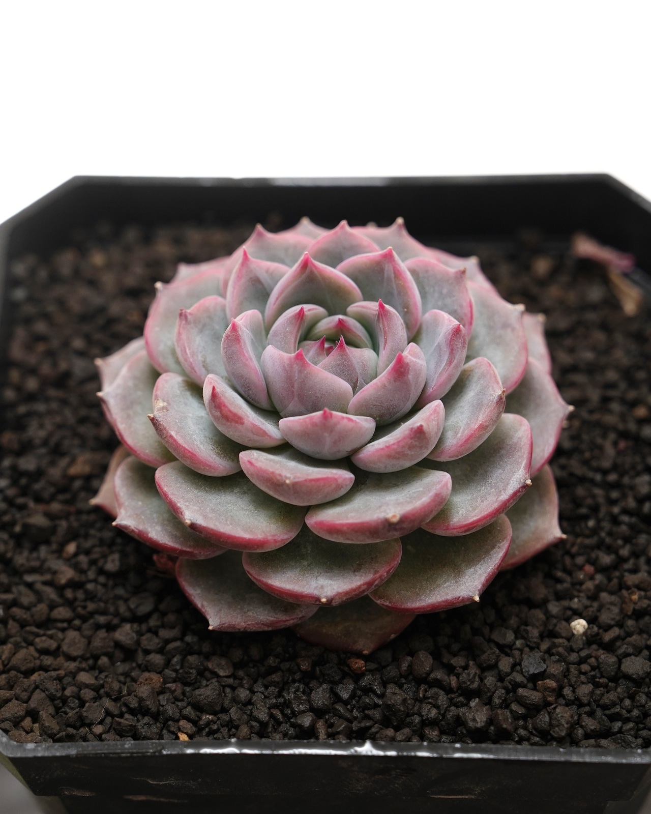 発根済カット苗 キャロライン Echeveria 'Caroline'