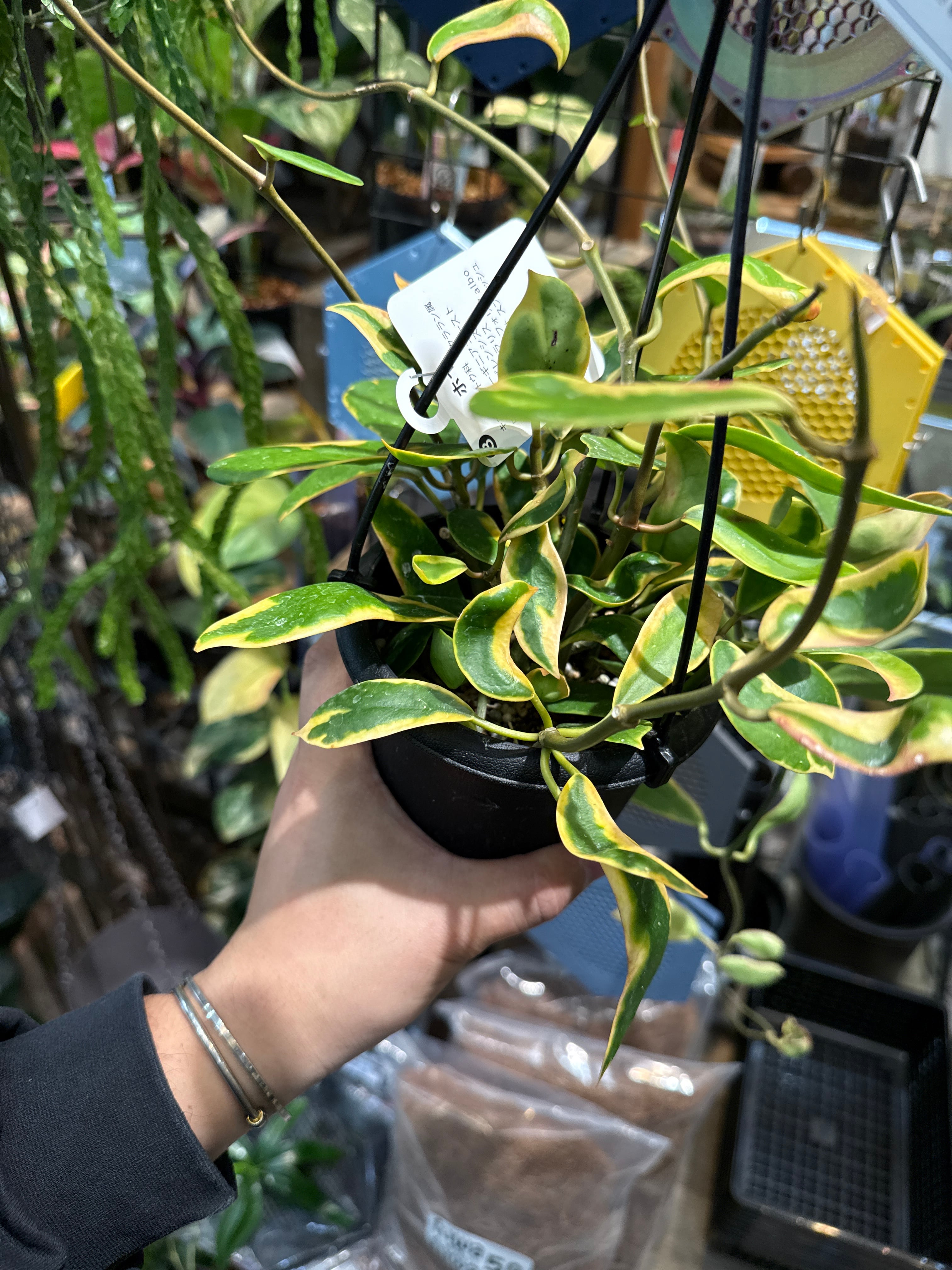 ホヤ ディベルシフォリアAlbo | Gardenえん 【観葉熱帯植物】