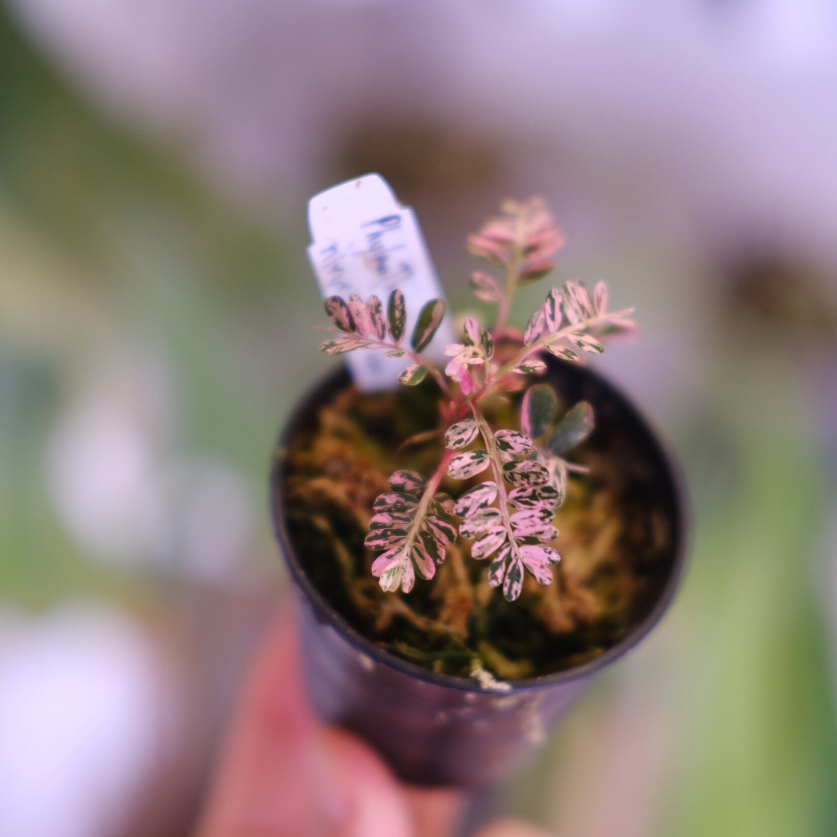 Phyllanthus urinaria 'Pink Variegated'│フィランサス・ウリナリア