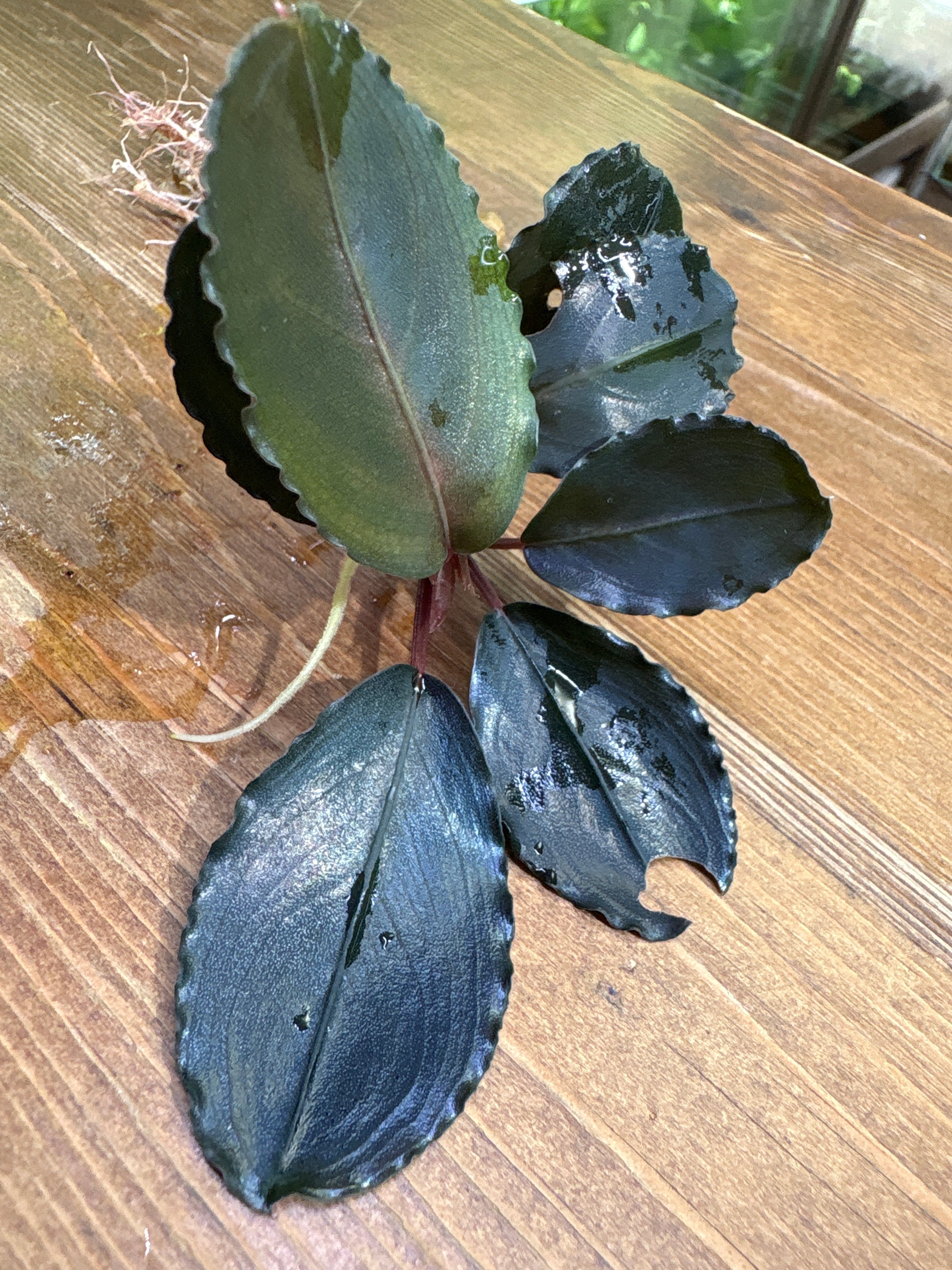 Anadendrum sp. Seruyan Hulu Kalimantan Tengah【PB0925-1】 | Plants