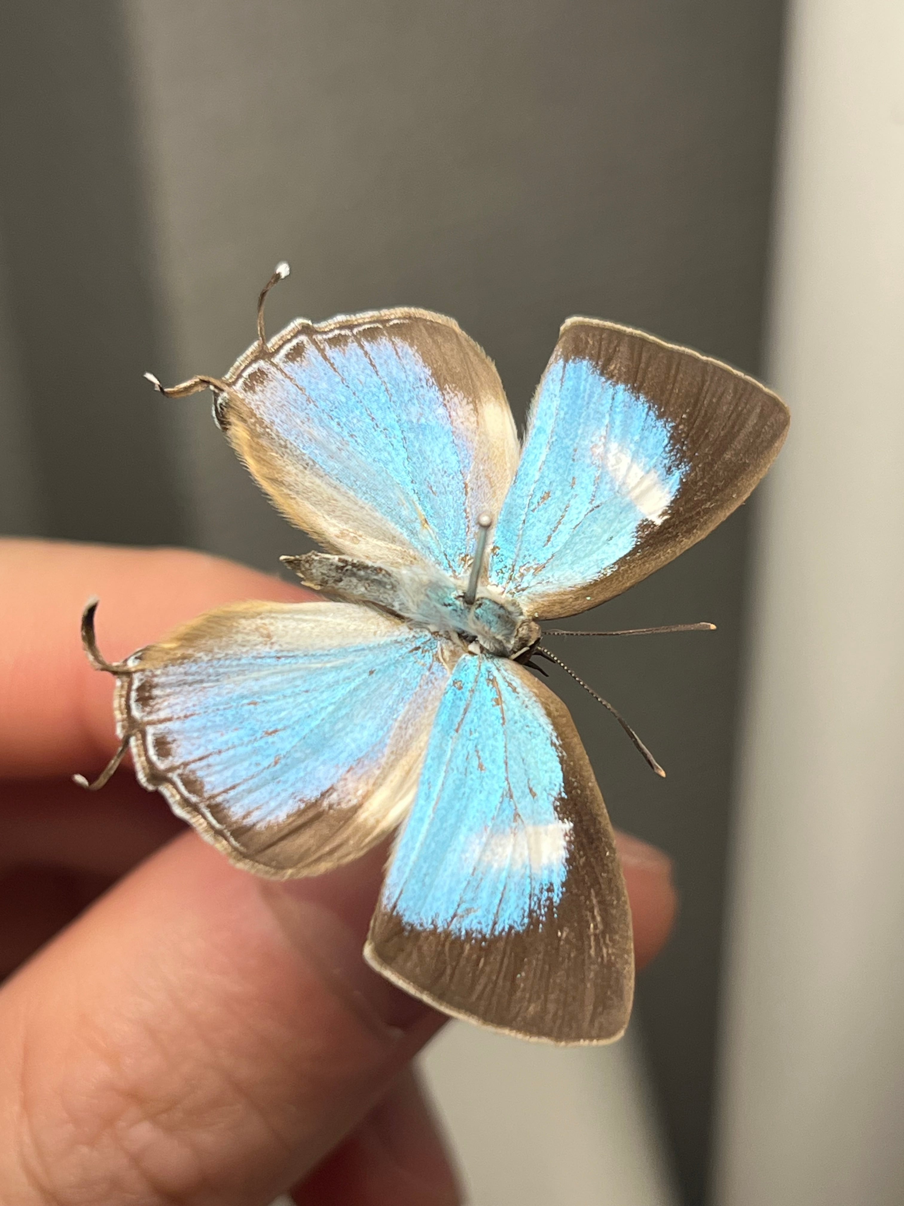 オモニキチュウ