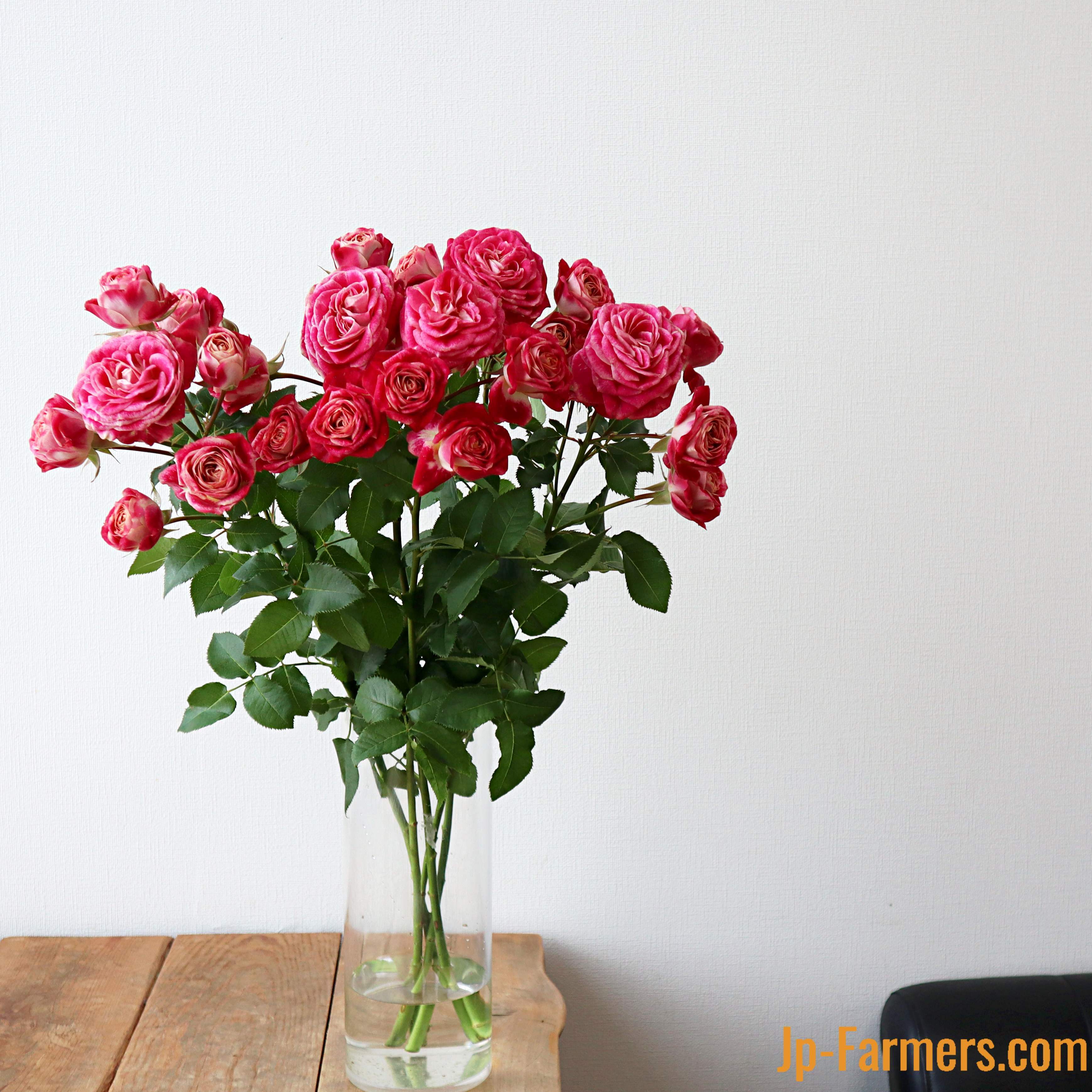 名前から元気でチャーミング FINEROSE ☆SPバラ 品種名