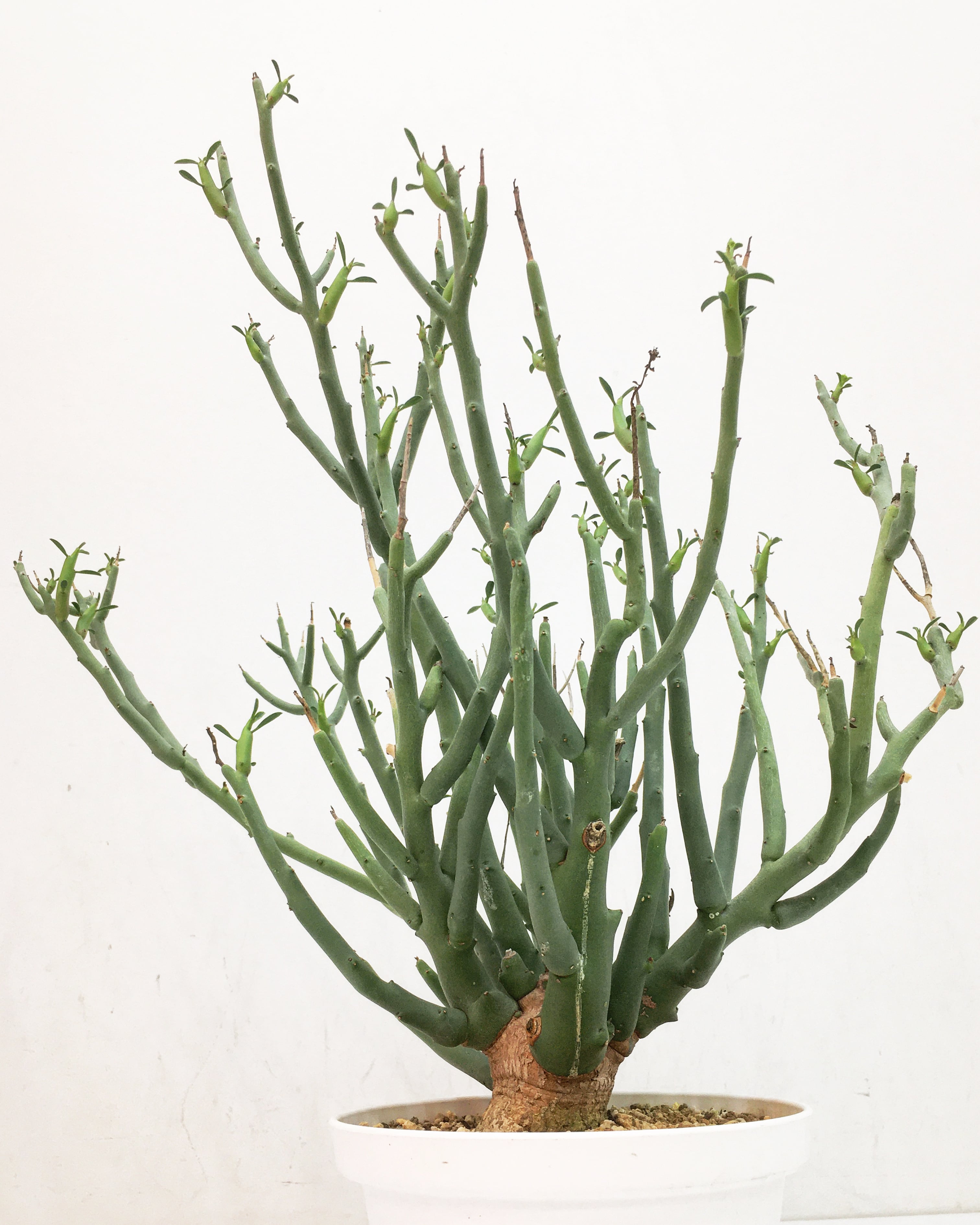 ユーフォルビア リグノーサ Euphorbia lignosa 20230829 | SPG 'for sale'