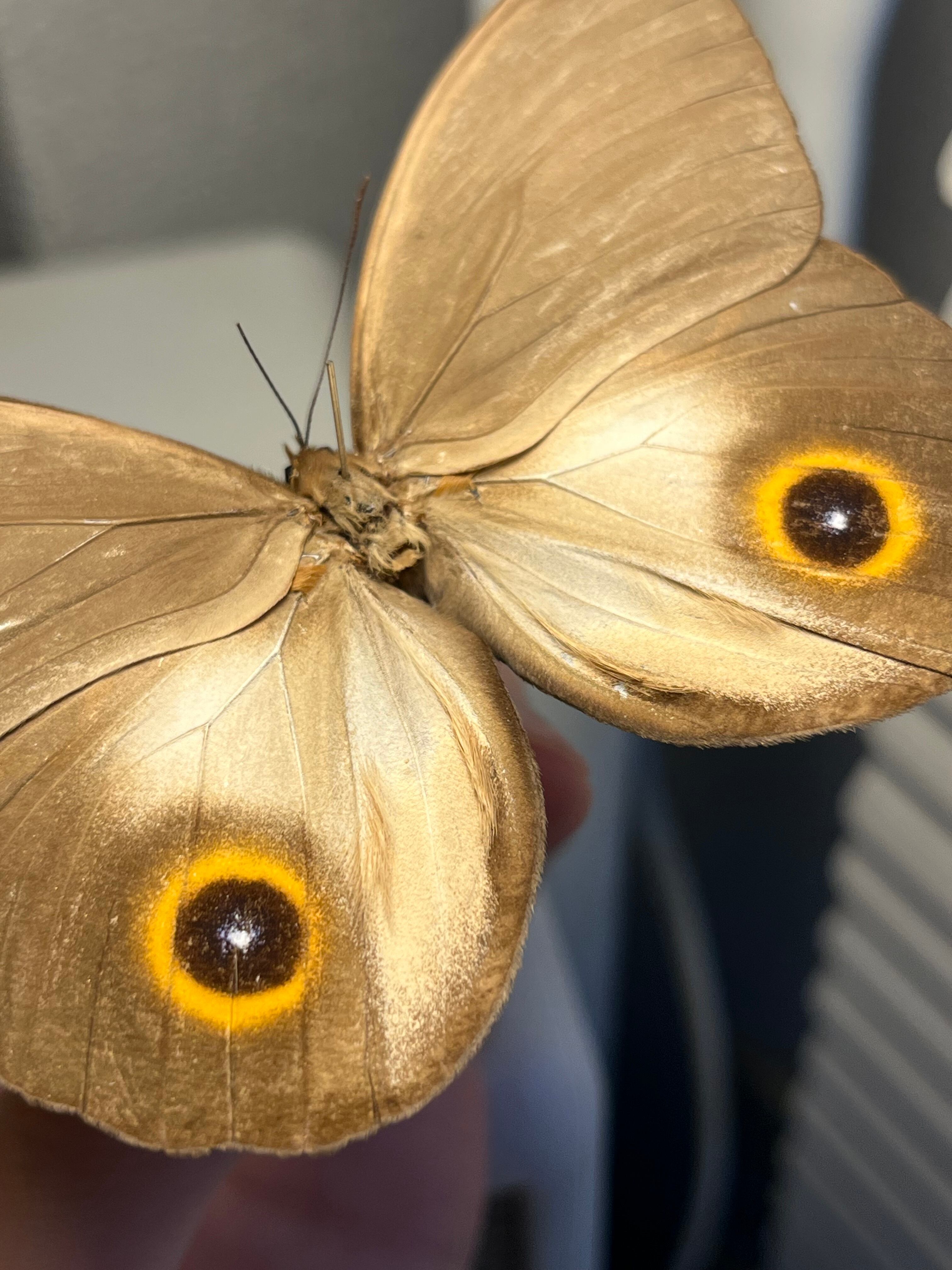 メダマチョウの一種 蝶標本 外国産蝶標本 Morpho ベニスカシジャノメ