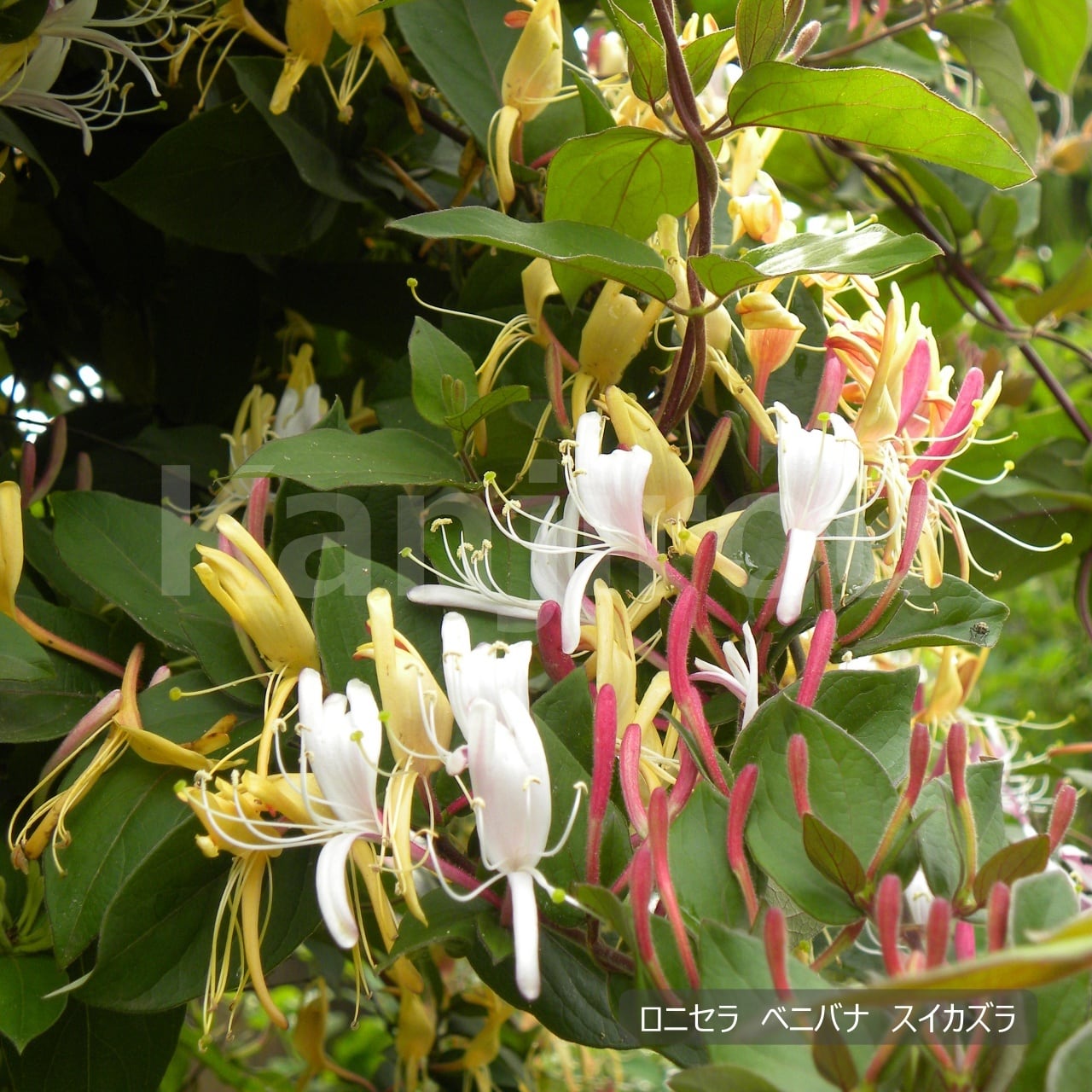 ロニセラ ベニバナスイカズラ | 植物勘次郎商店