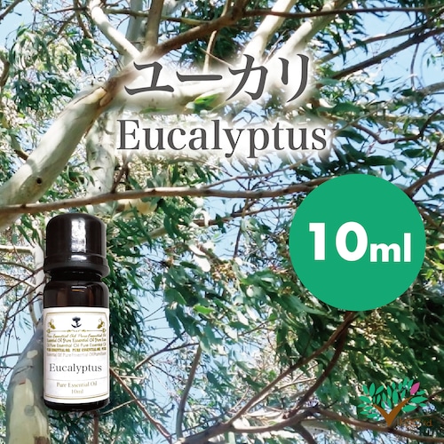 精油　ユーカリ・ラディアタ10ml【英国直輸入】