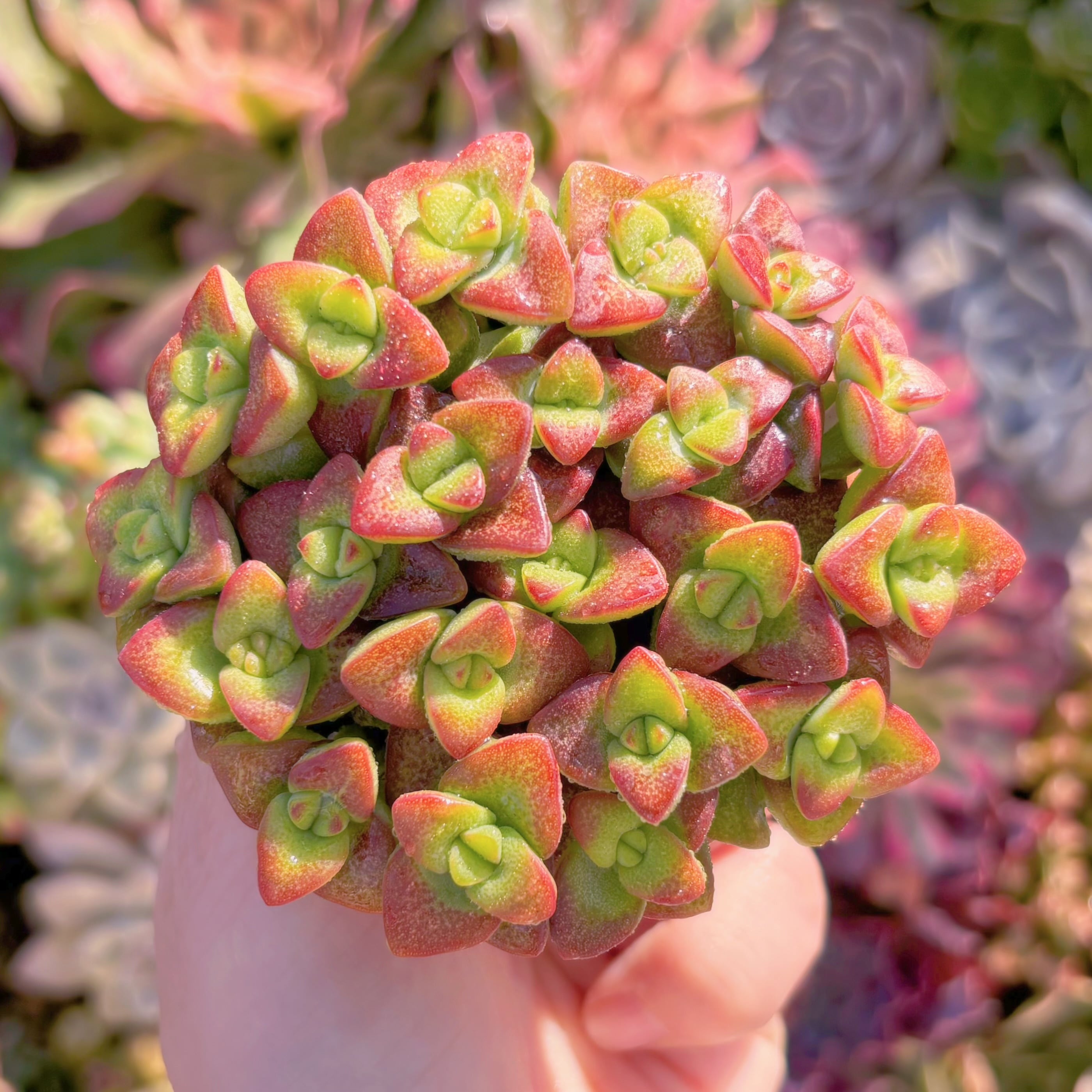 多肉植物　ラブハート(赤)　約20頭　新入荷　るる農園