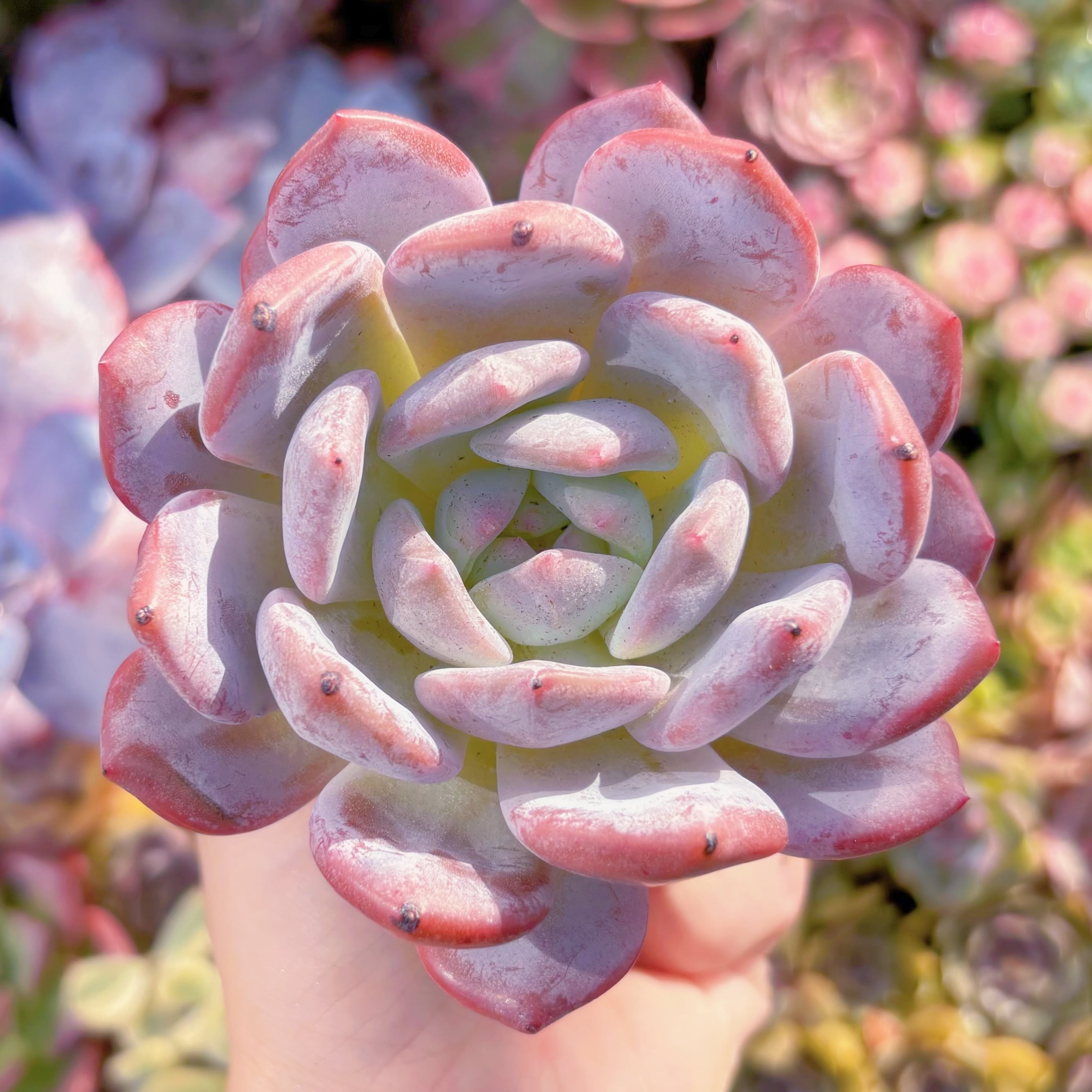 多肉植物　紫モロー　大苗　新入荷　るる農園