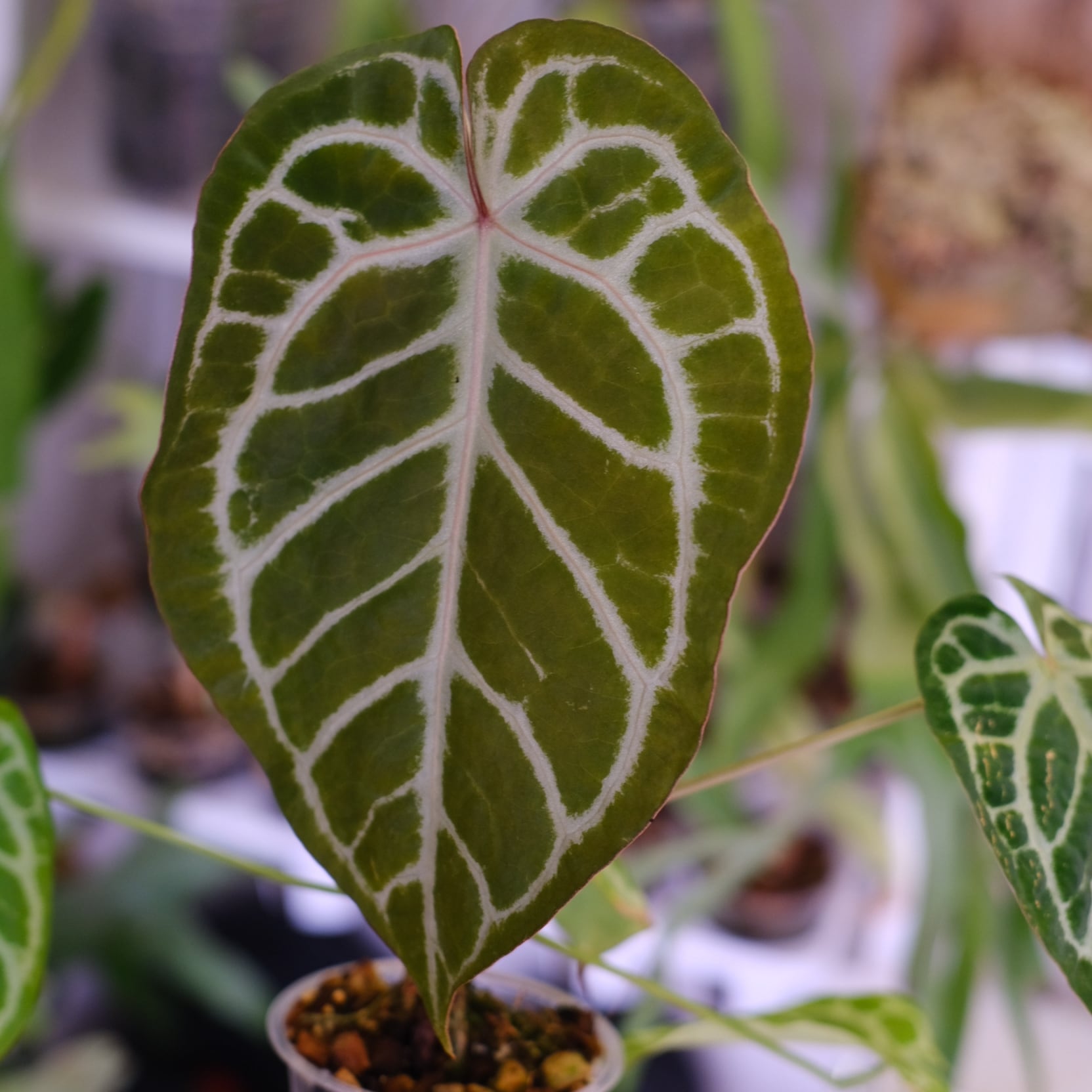 Red Crystallinum × Silver Blush│アンスリウム・レッド クリスタ