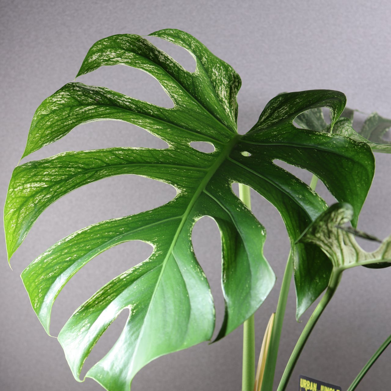 536『urban jungle モンステラ デビルモンスター』観葉植物【送料無料