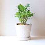 【グリーン】ユーフォルビア・ミリー