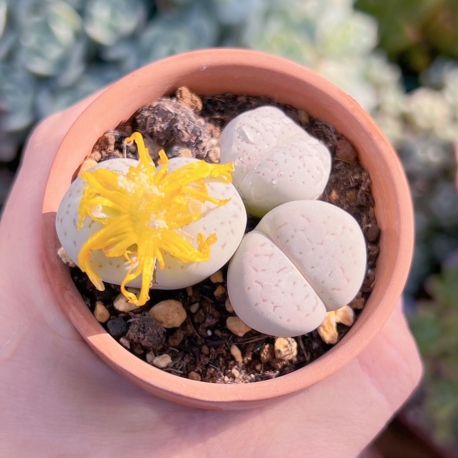 現品　綾耀玉#780   古株　るる農園