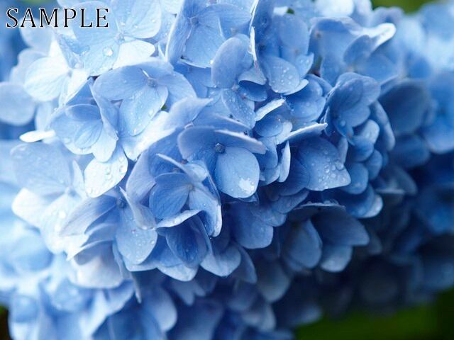 アジサイ　彩々　JPEG (2)