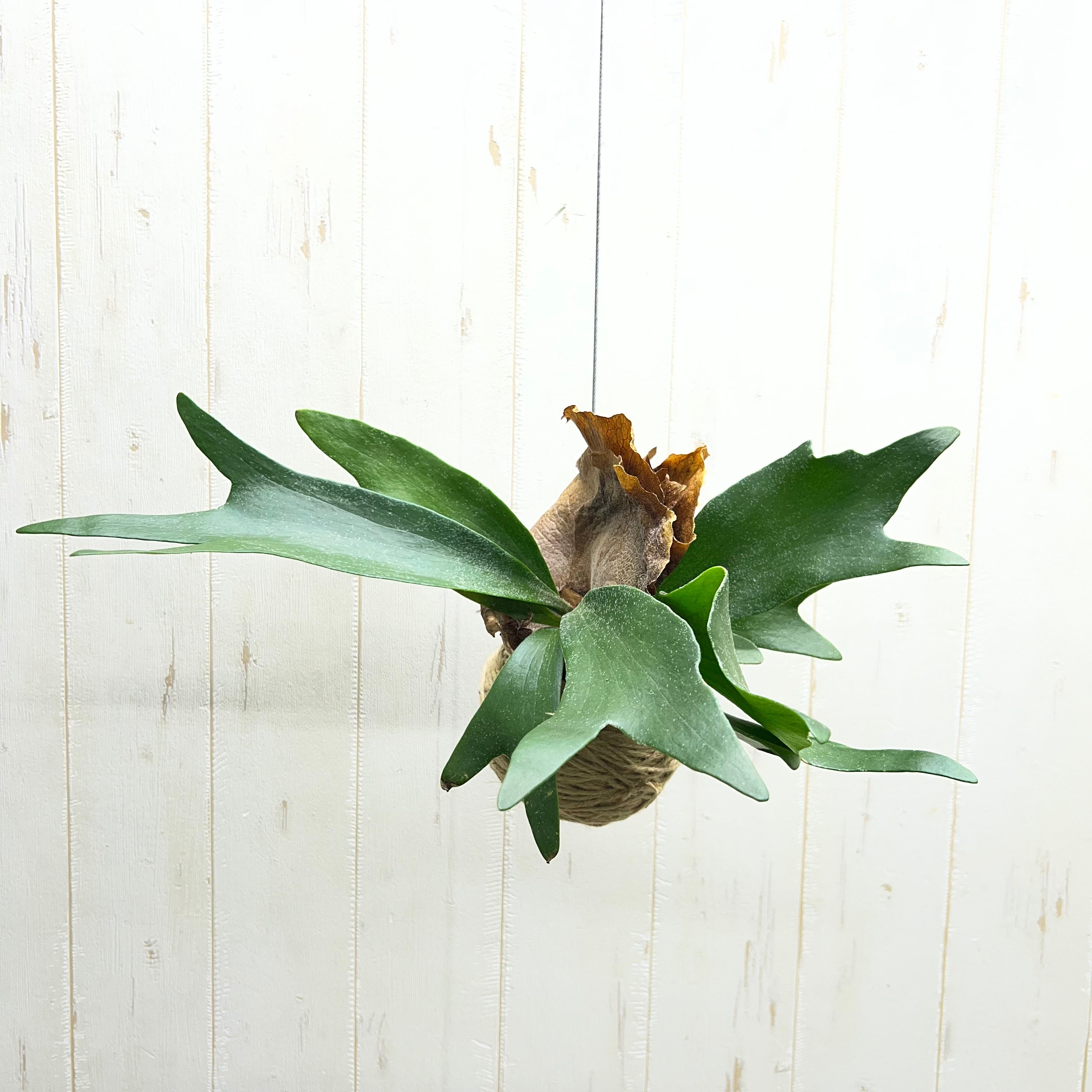 コウモリラン、ビカクシダ | PLANTS SHOP OLIVE