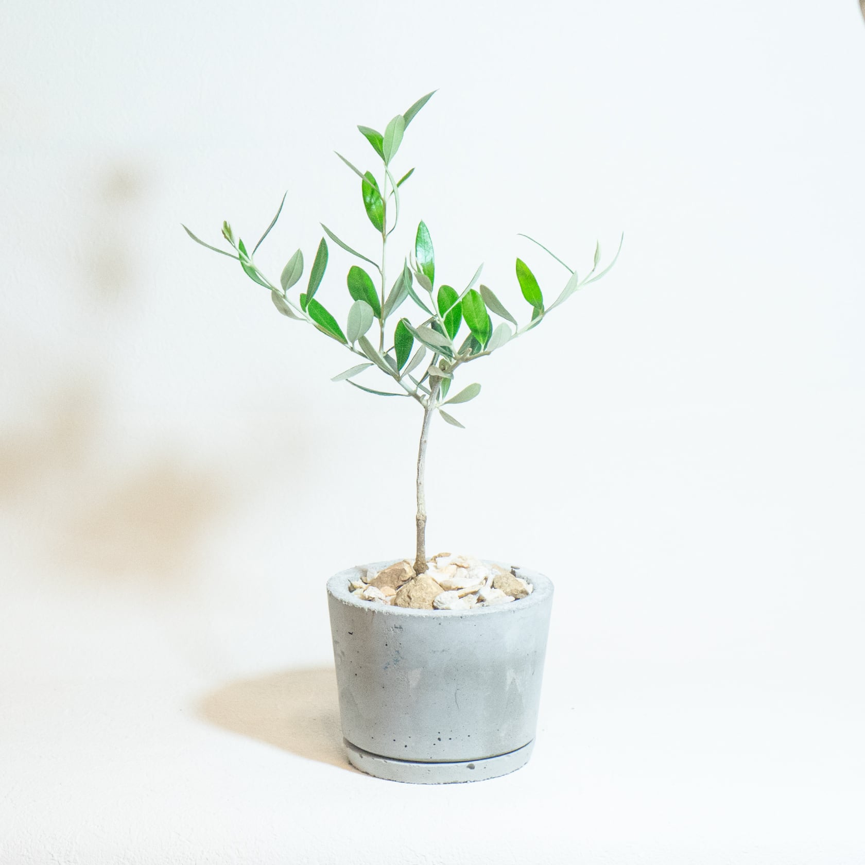 ＼送料無料／≪ 観葉植物 ≫お庭やベランダで育てるオリーブの鉢植え｜ざらっとした風合いの手づくりモルタル鉢