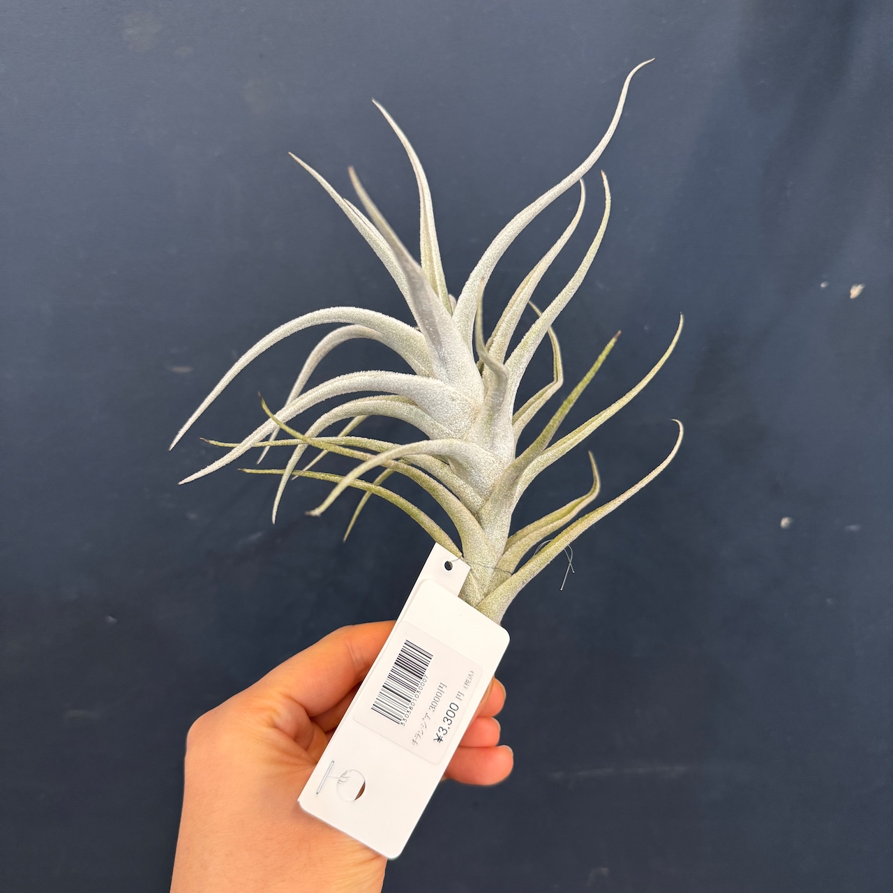 チランジア ミトラエンシス トゥレンシス【709】