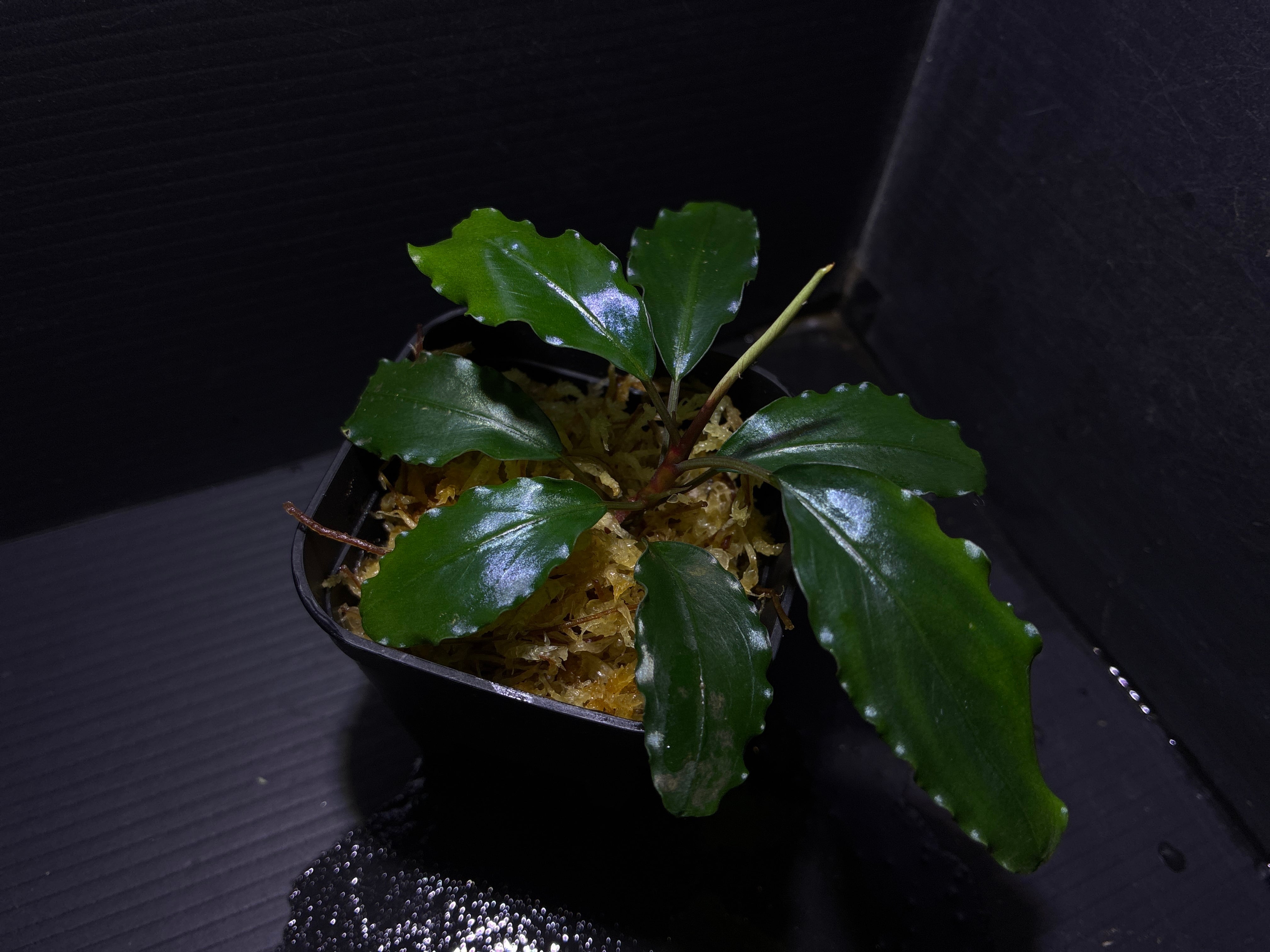 Bucephalandra sp.Kedagang Pink Variegata（ブセファランドラsp.クダ