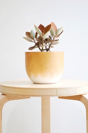 【S】カランコエ 金の卵/Kalanchoe