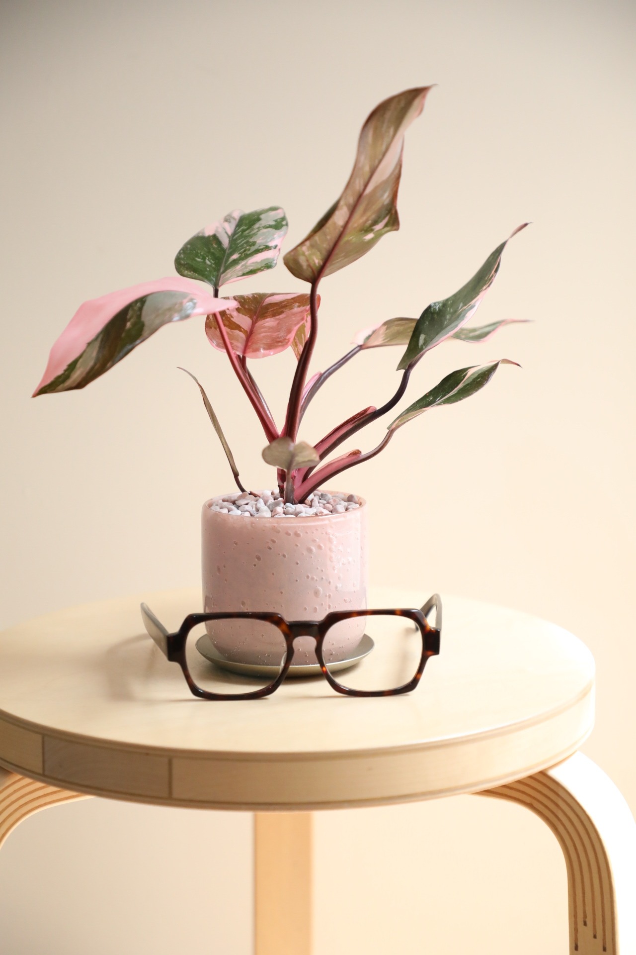 【M】フィロデンドロン ピンクプリンセス/Philodendron Pink Princess
