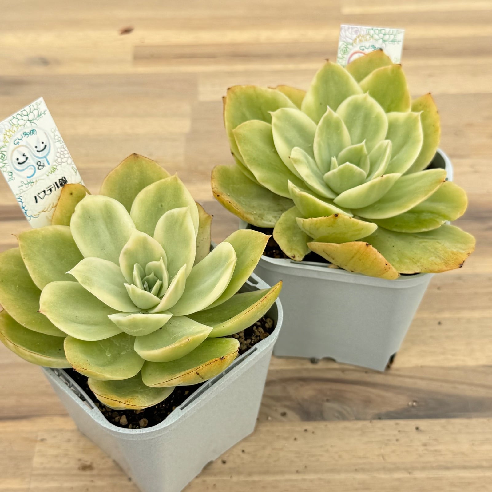 17.多肉植物 エケベリア 韓国苗 名無し ⭐︎【パステル錦】韓国輸入苗 多肉植物エケベリア 第四種送料込み