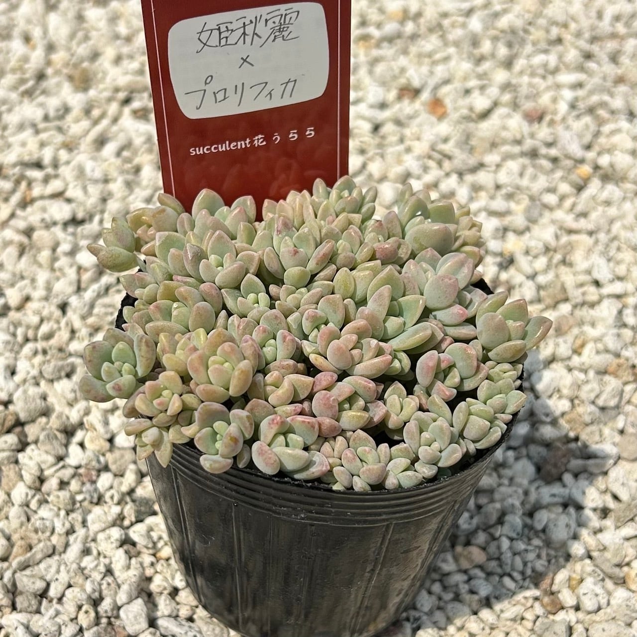 ALL ITEM | Succulent 花うらら 〜多肉植物