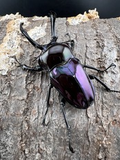 《ニジイロクワガタ 紫紺ピカール系 56mm ペア》セルヴォラン氏委託個体