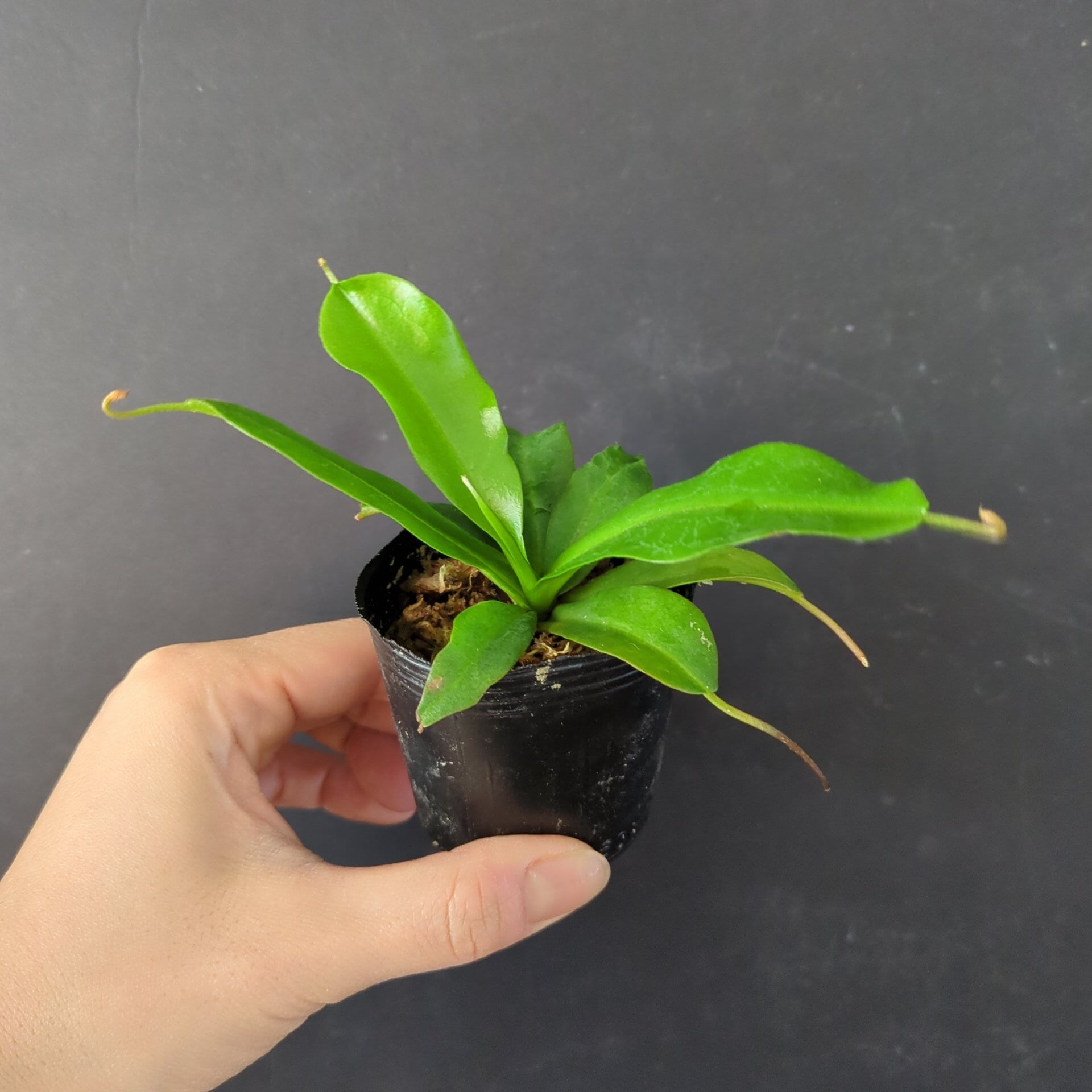 ネペンテス 'Mimis Kiss'【食虫植物】 苔テラリウム作製用素材 | 苔