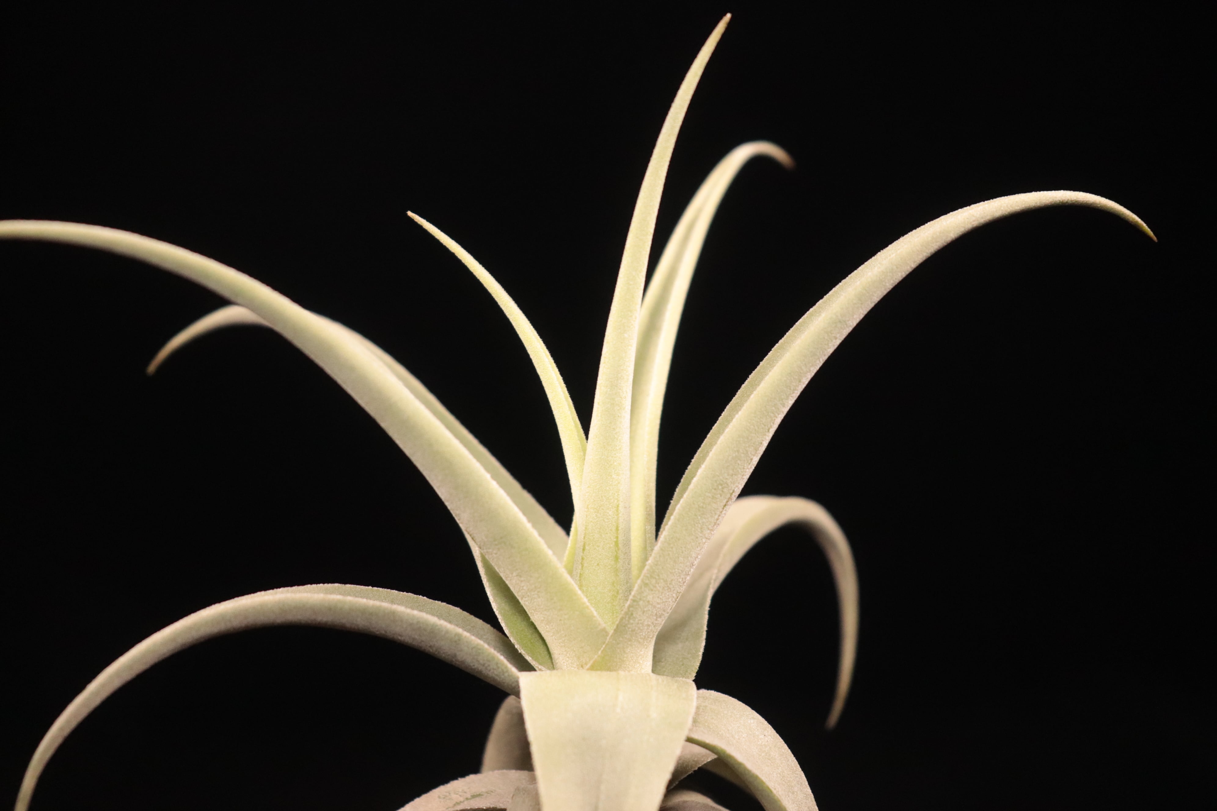 送料無料】streptocarpa 'Fat Boy'〔エアプランツ〕現品発送T5379