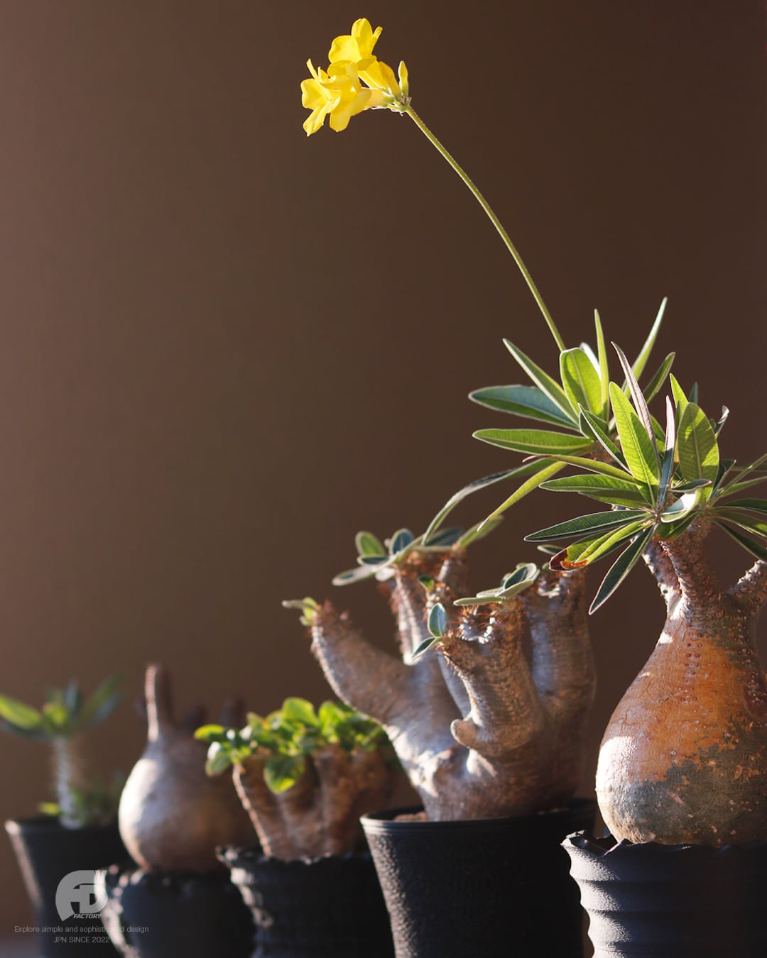 NO 189~中国の植木鉢か？分かりませんが鉢わ美しいが花わ難しい。 NO